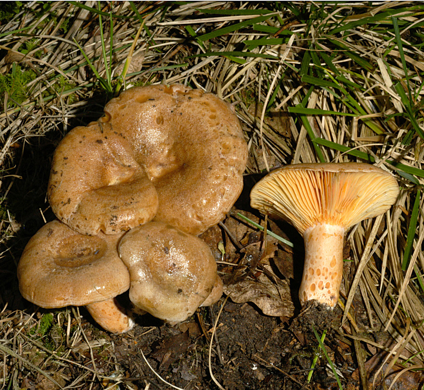 01062013123344 882 art 795 lac quieticolor 5060 59 kopie