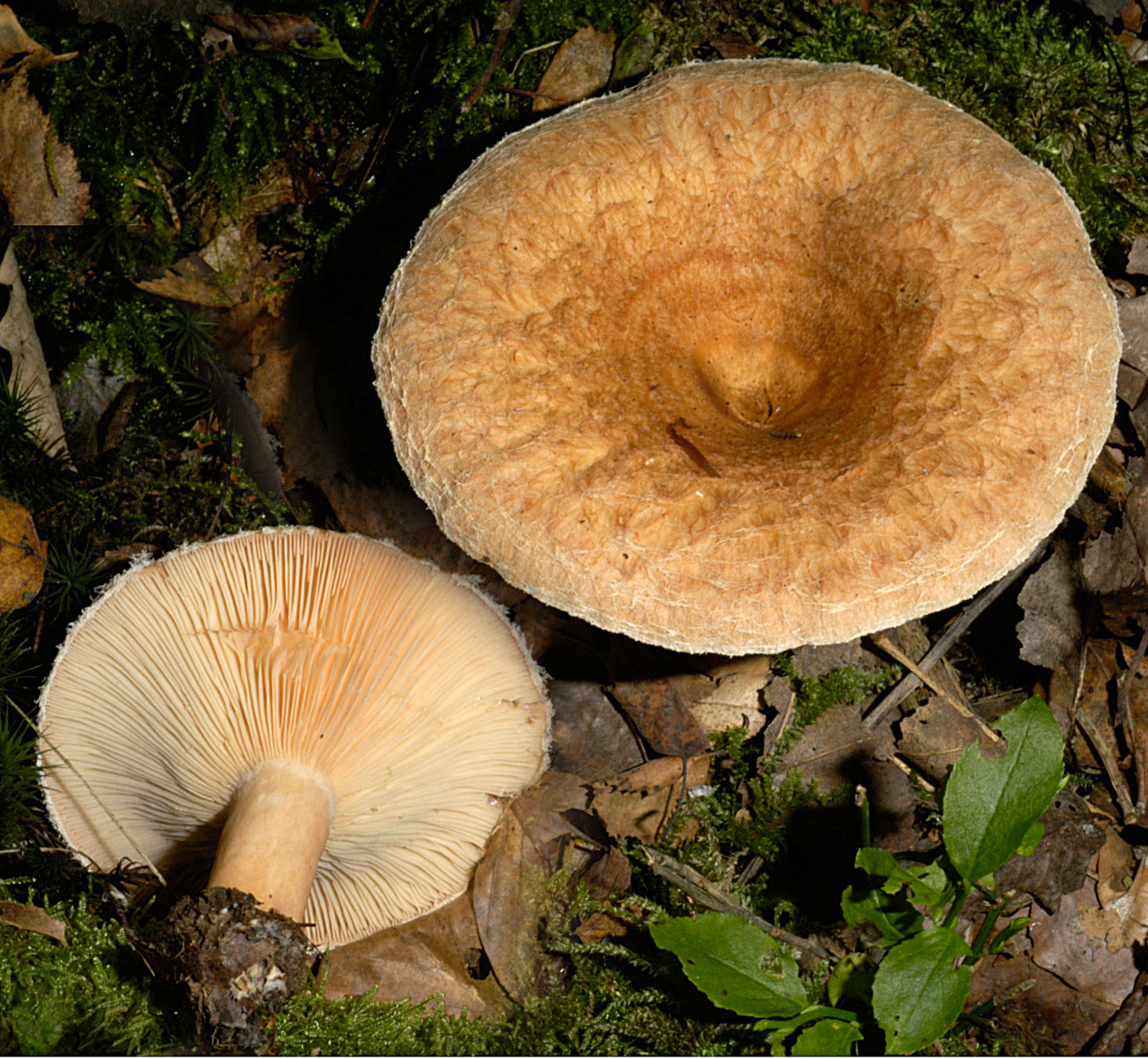 01062013123602 883 art 796 lac torminosus 5058 51 kopie