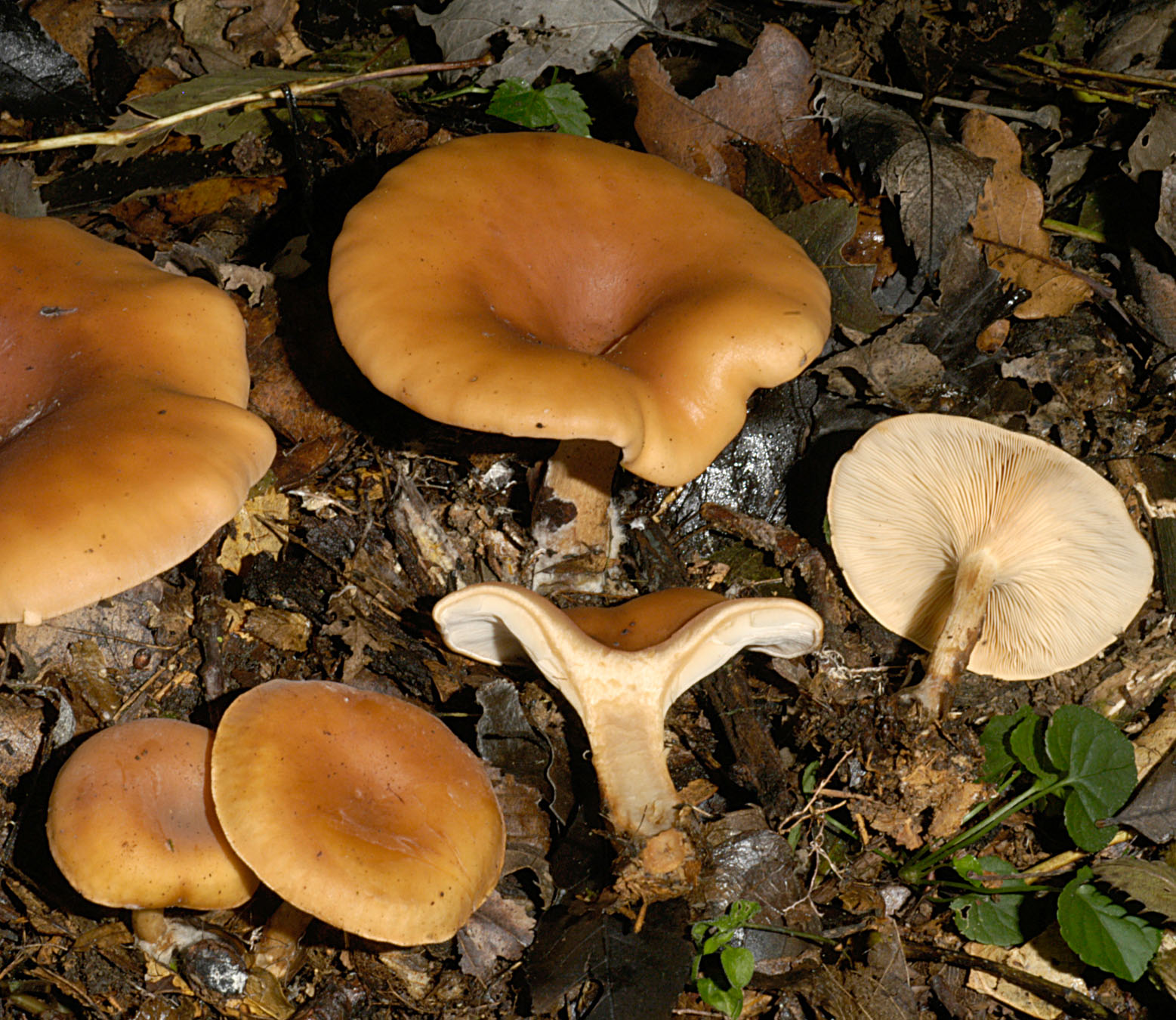 01062013123819 884 art 797 lep inversa 5131 1 kopie