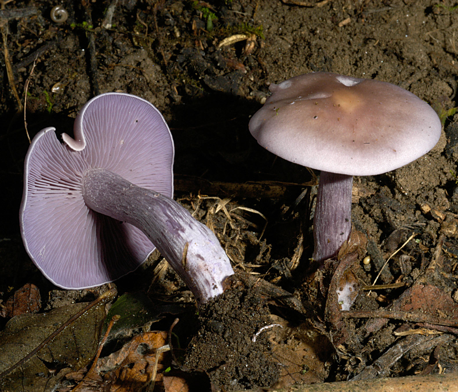 01062013124054 885 art 798 lep nuda 5105 15 kopie