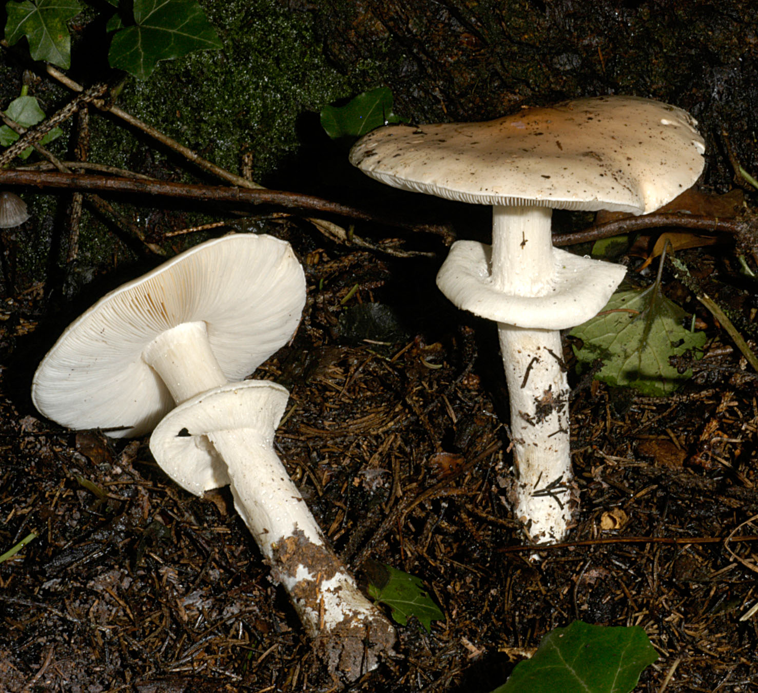 01062013124354 887 art 800 lim guttata 5128 6 kopie