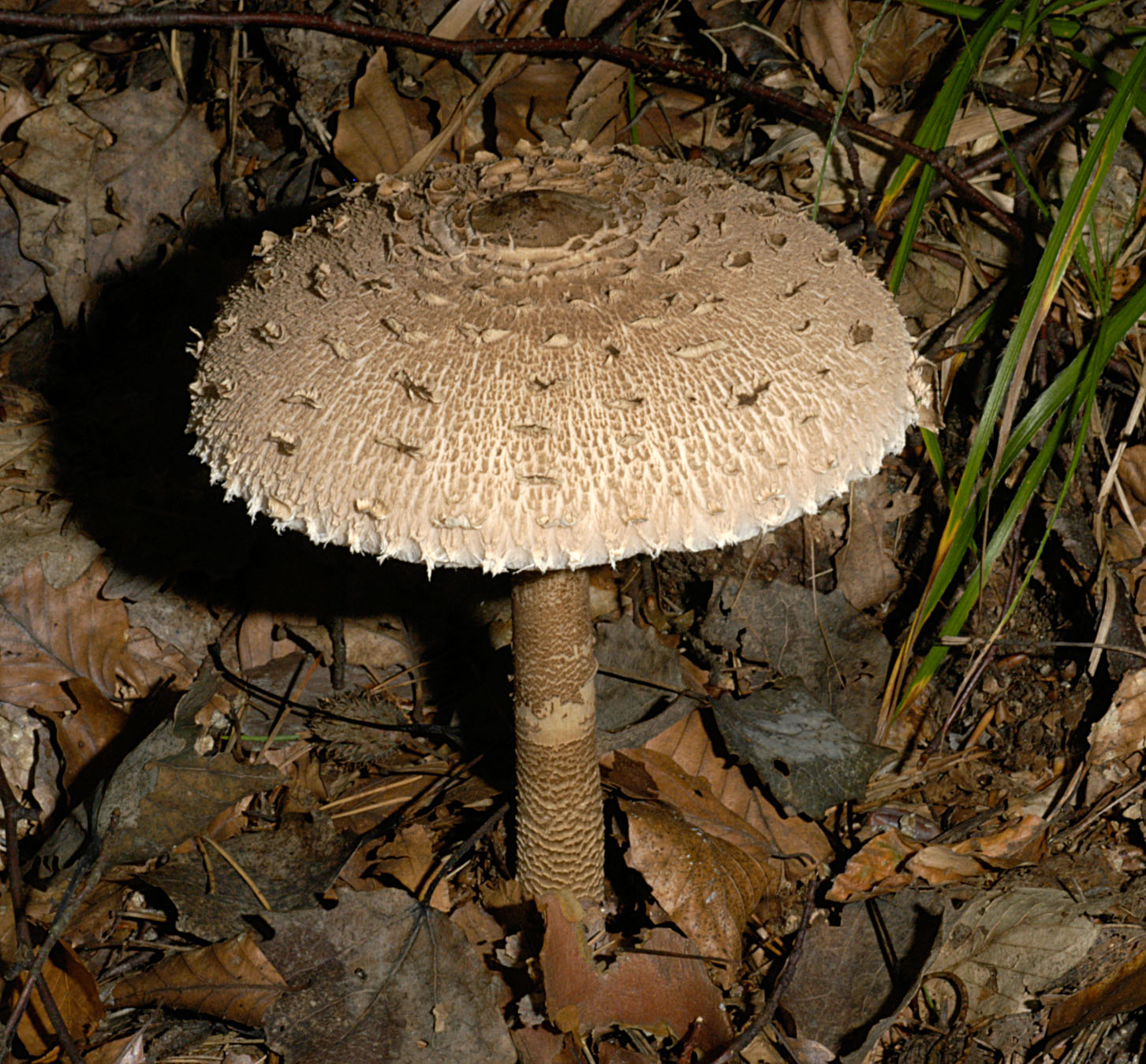 01062013124539 888 art 801 mac procera 5049 2 kopie