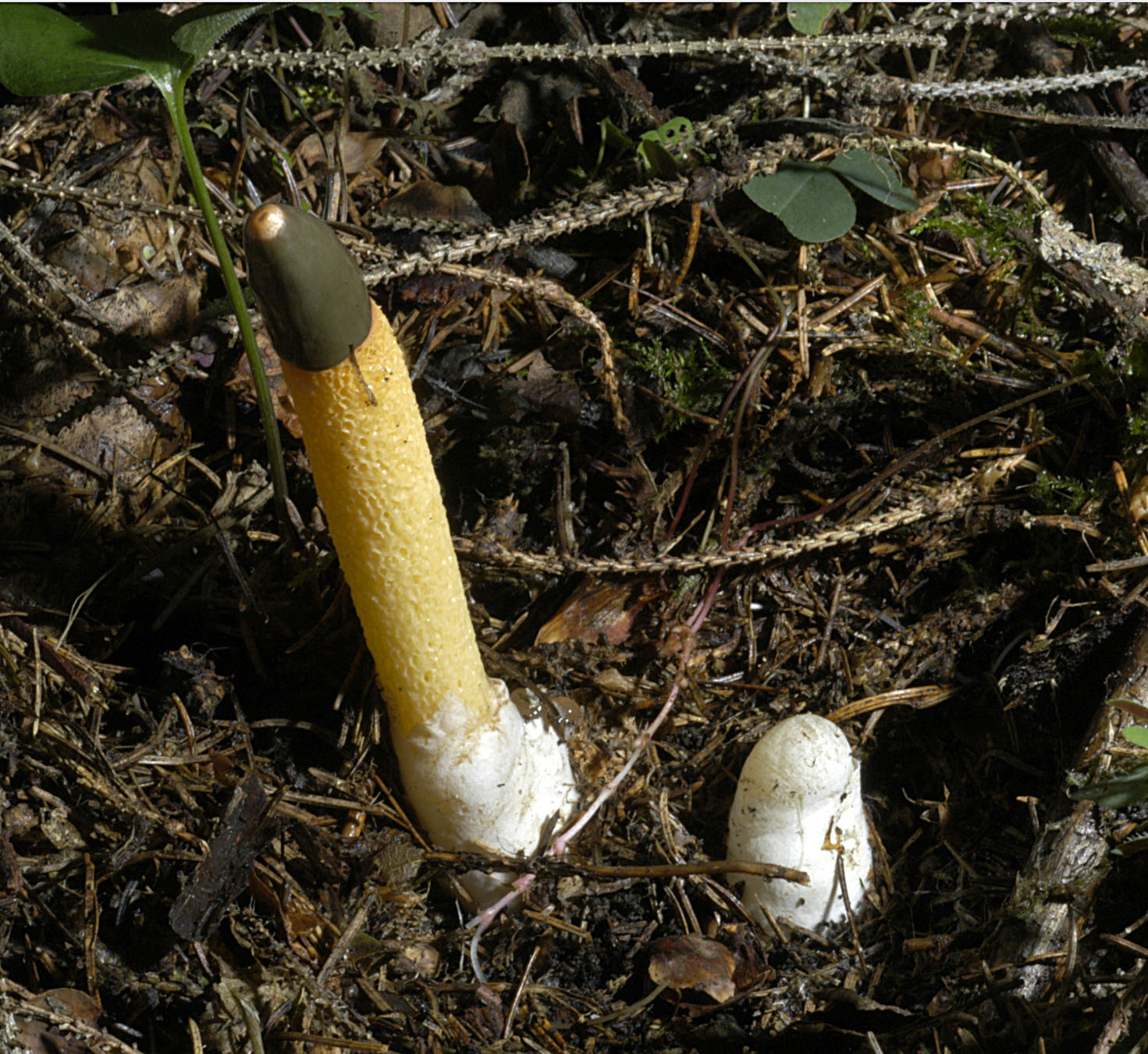 01062013124721 889 art 802 mut caninus5326 49 kopie