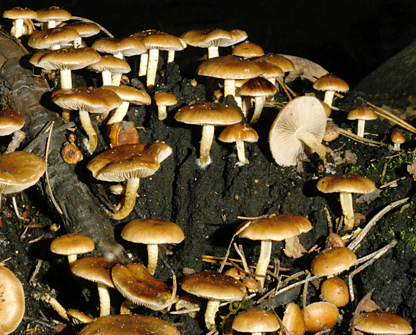 01062013124830 890 art 803 pho carbonaria 5067 28 kopie