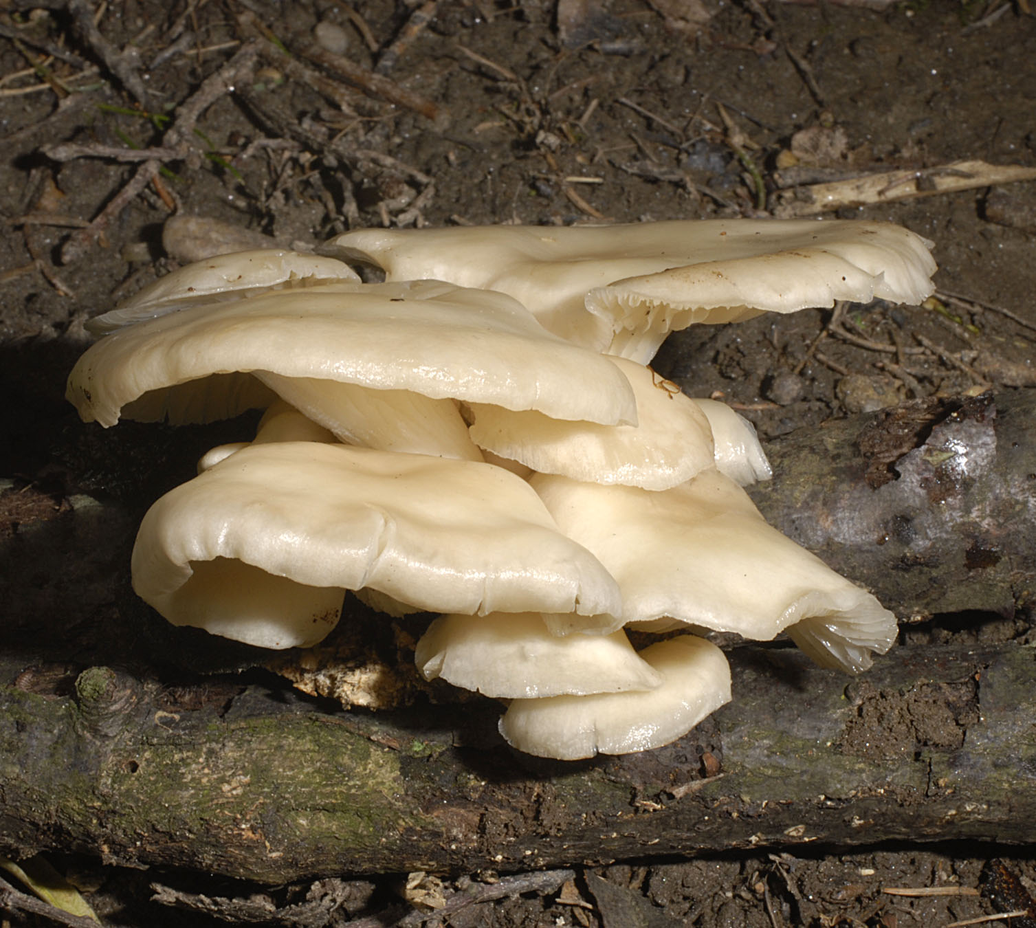 01062013125155 891 art 804 ple dryinus 5772 9 kopie