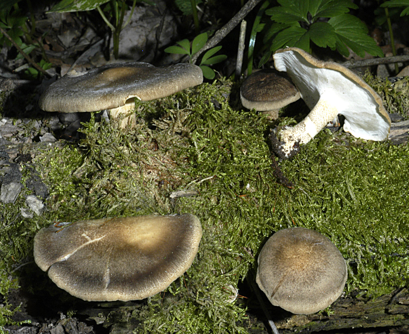 01062013125404 892 art 805 pol ciliatus 5232 41 kopie