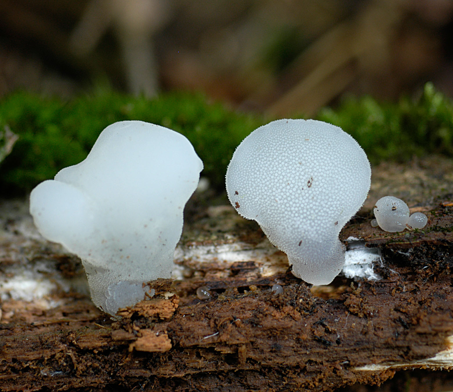 01062013125618 893 art 806 pse gelatinosum 4989 42 kopie