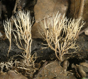 Weißliche Borstenkoralle