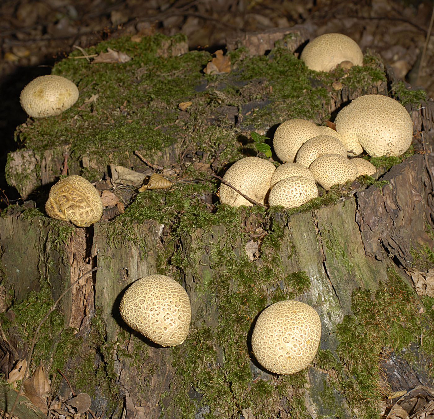 01062013130237 896 art 809 scl citrinum 5787 77 kopie