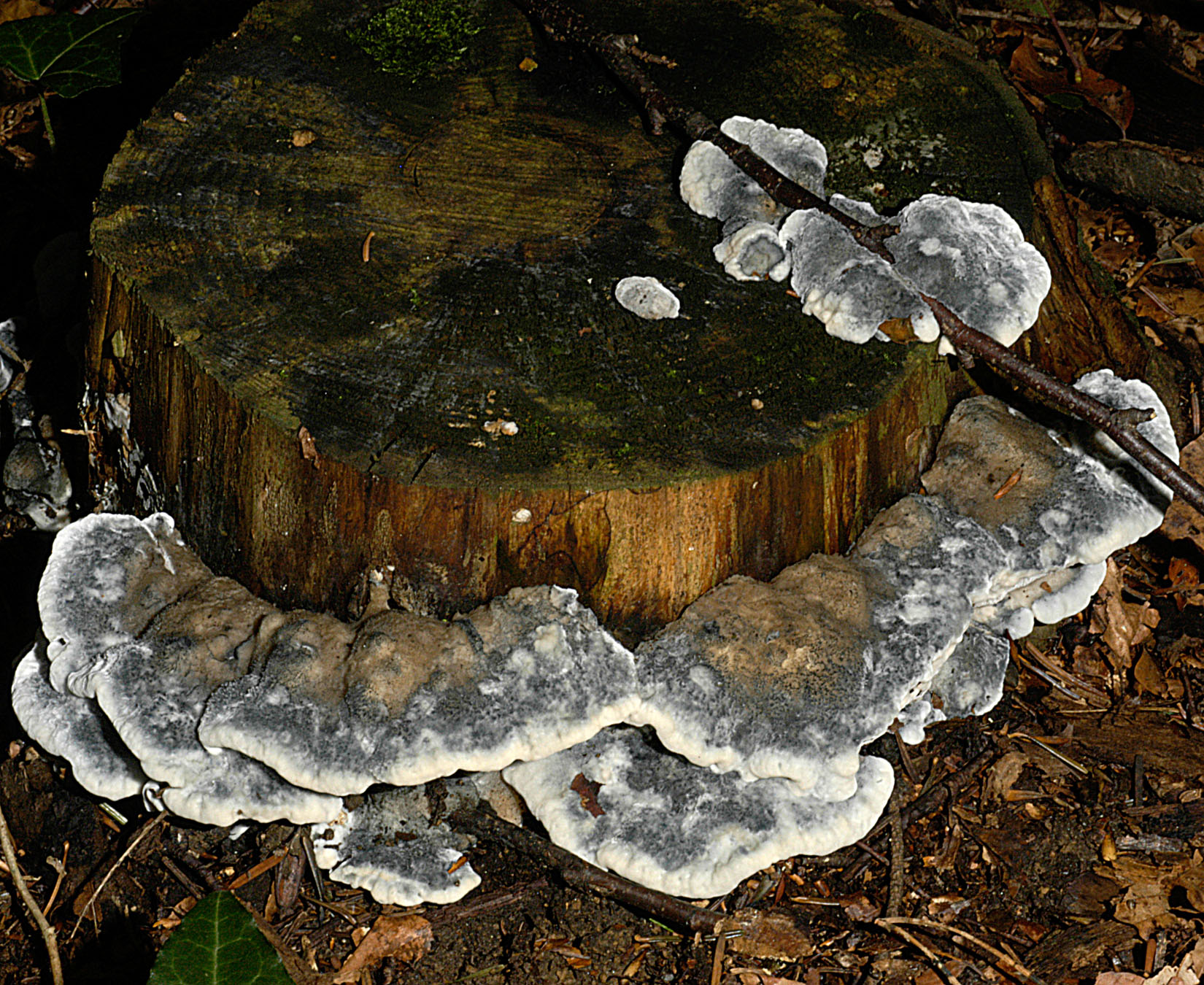 01062013130428 897 art 810 spo caesius 5078 5 kopie