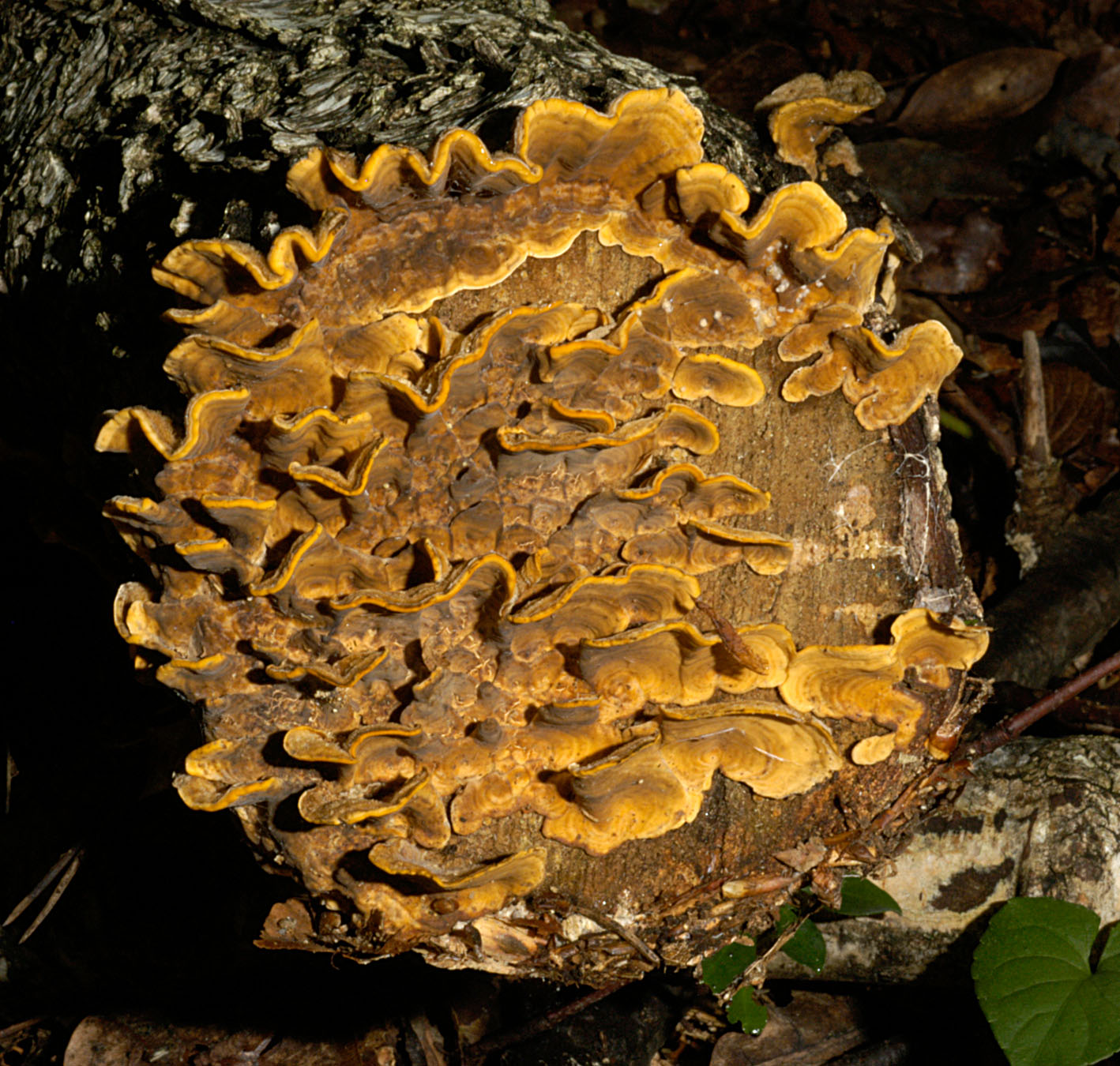 01062013130706 898 art 811 ste hirsutum 5073 26 kopie