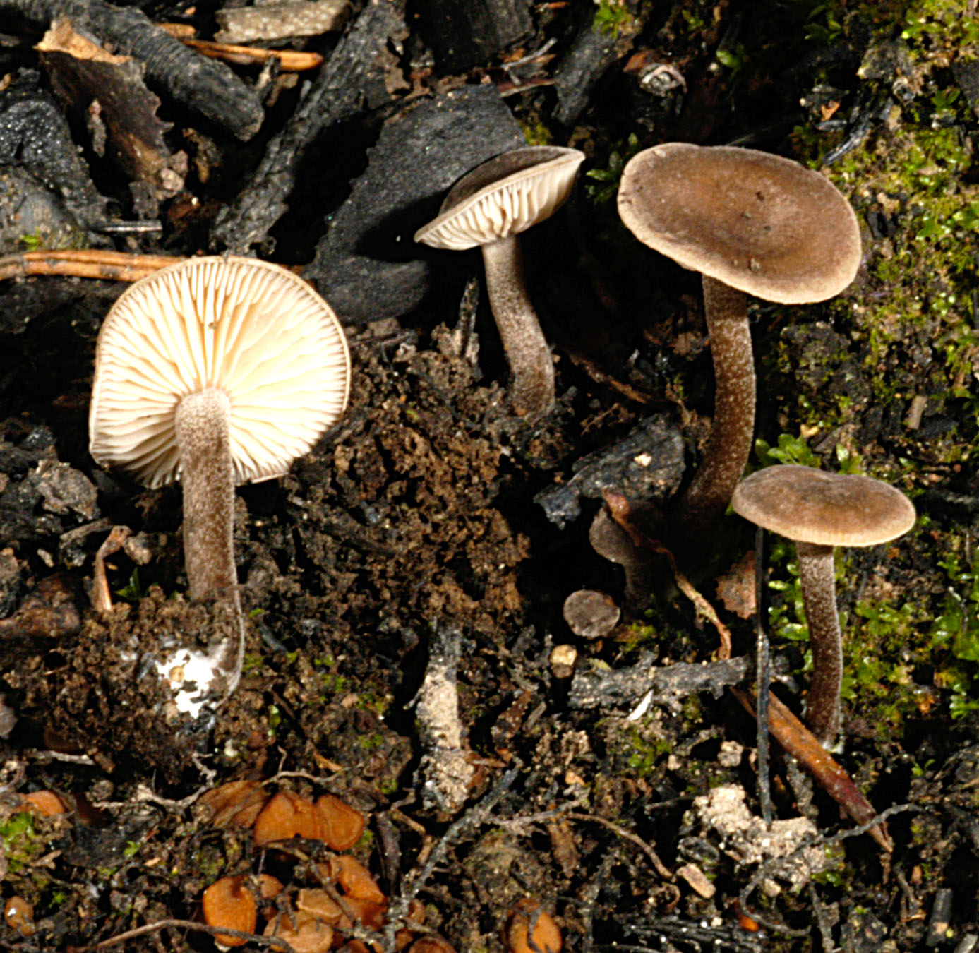 01062013130824 899 art 812 tep anthracophila 5056 39 kopie