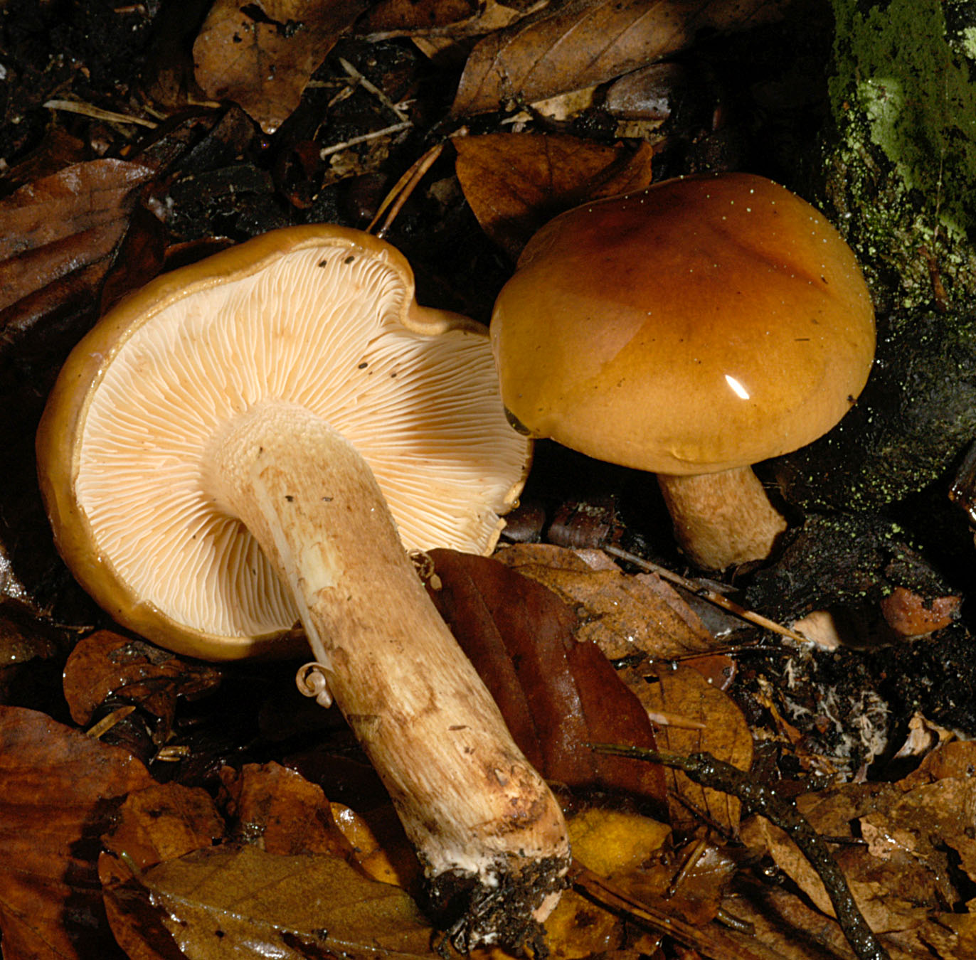 01062013131024 900 art 813 tri ustale 5182 14 kopie