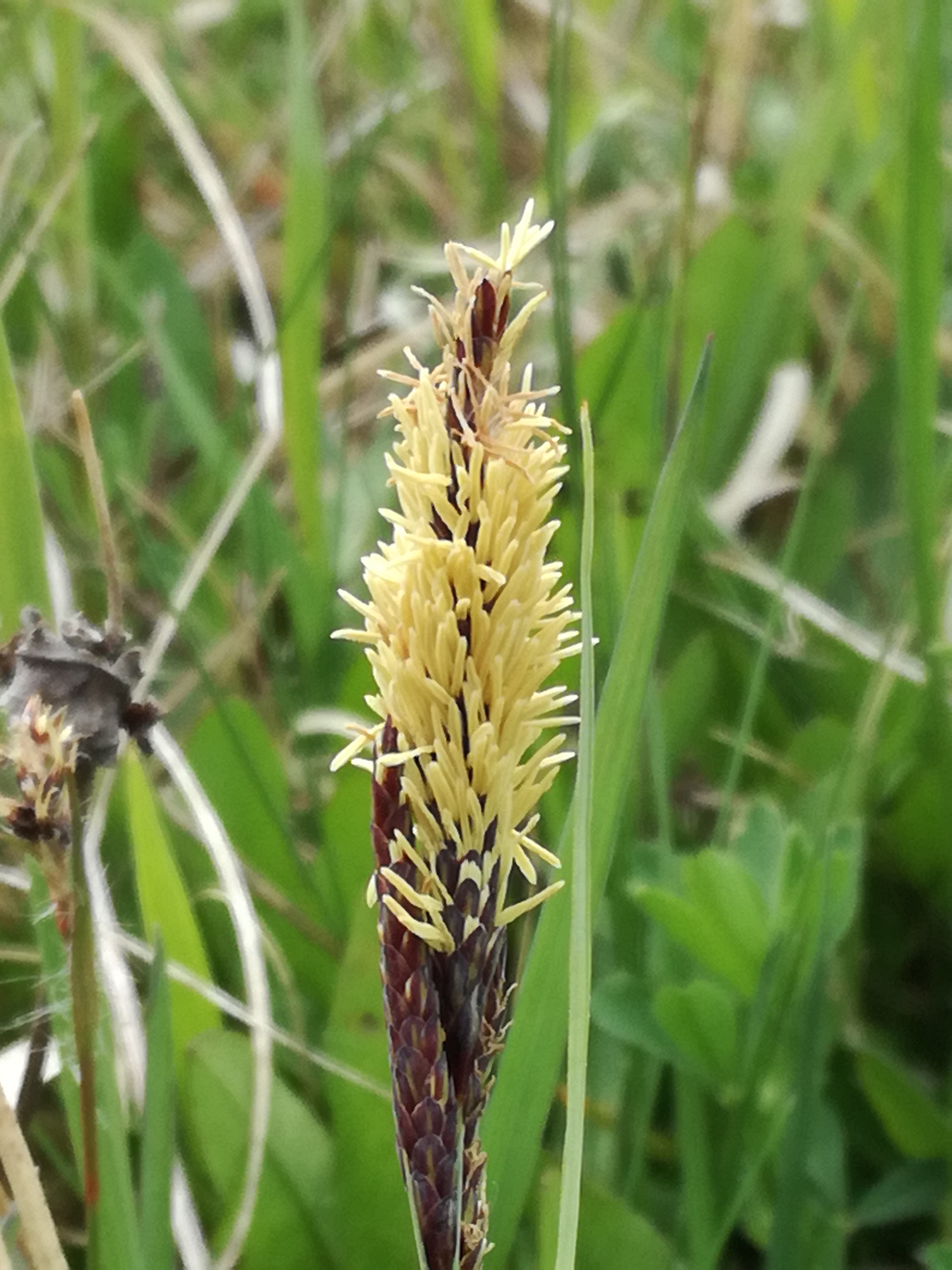 01062017044725 2925 art 1519 img 20170423 120226