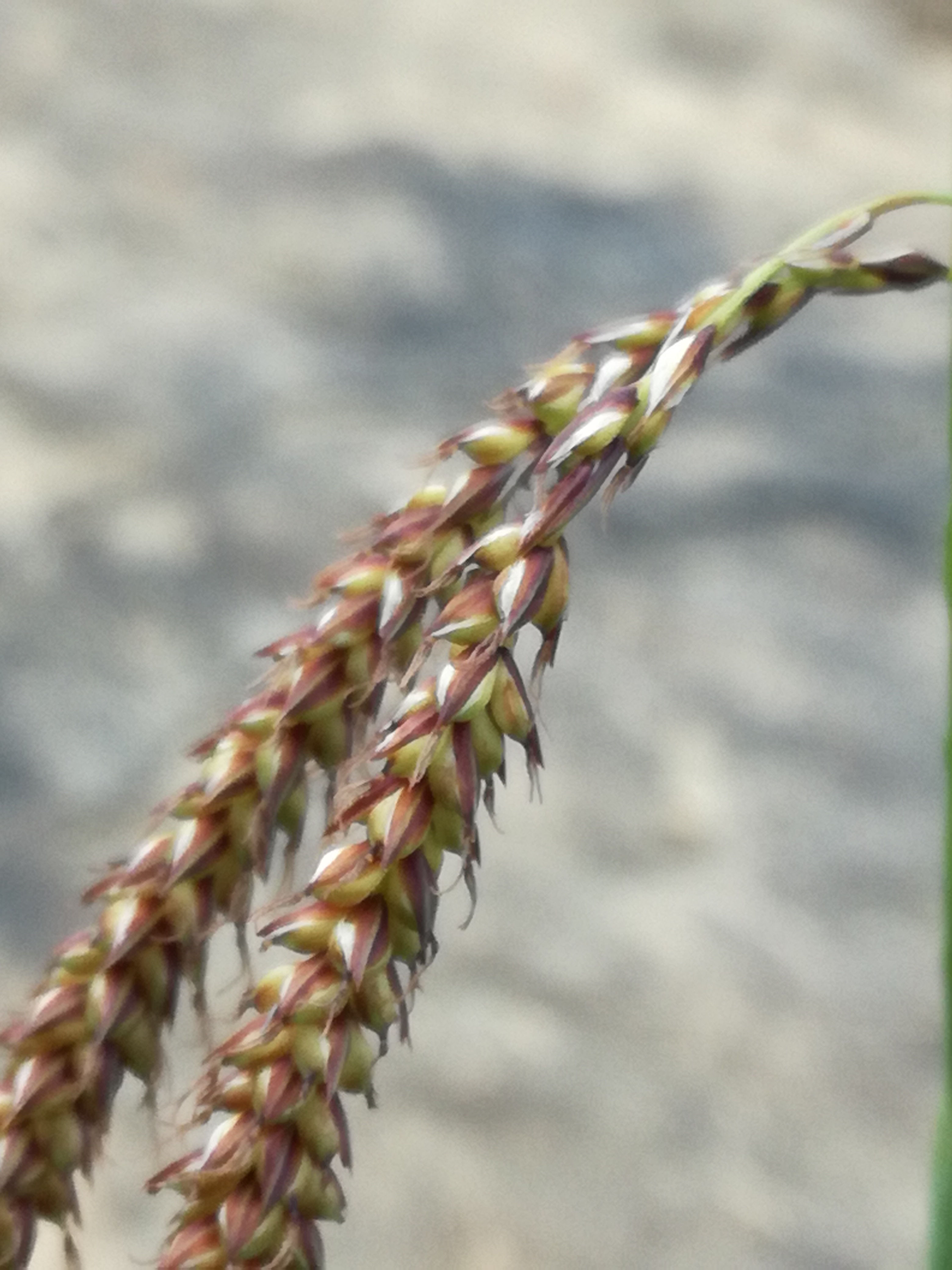 01062017044952 2926 art 1519 img 20170423 120243