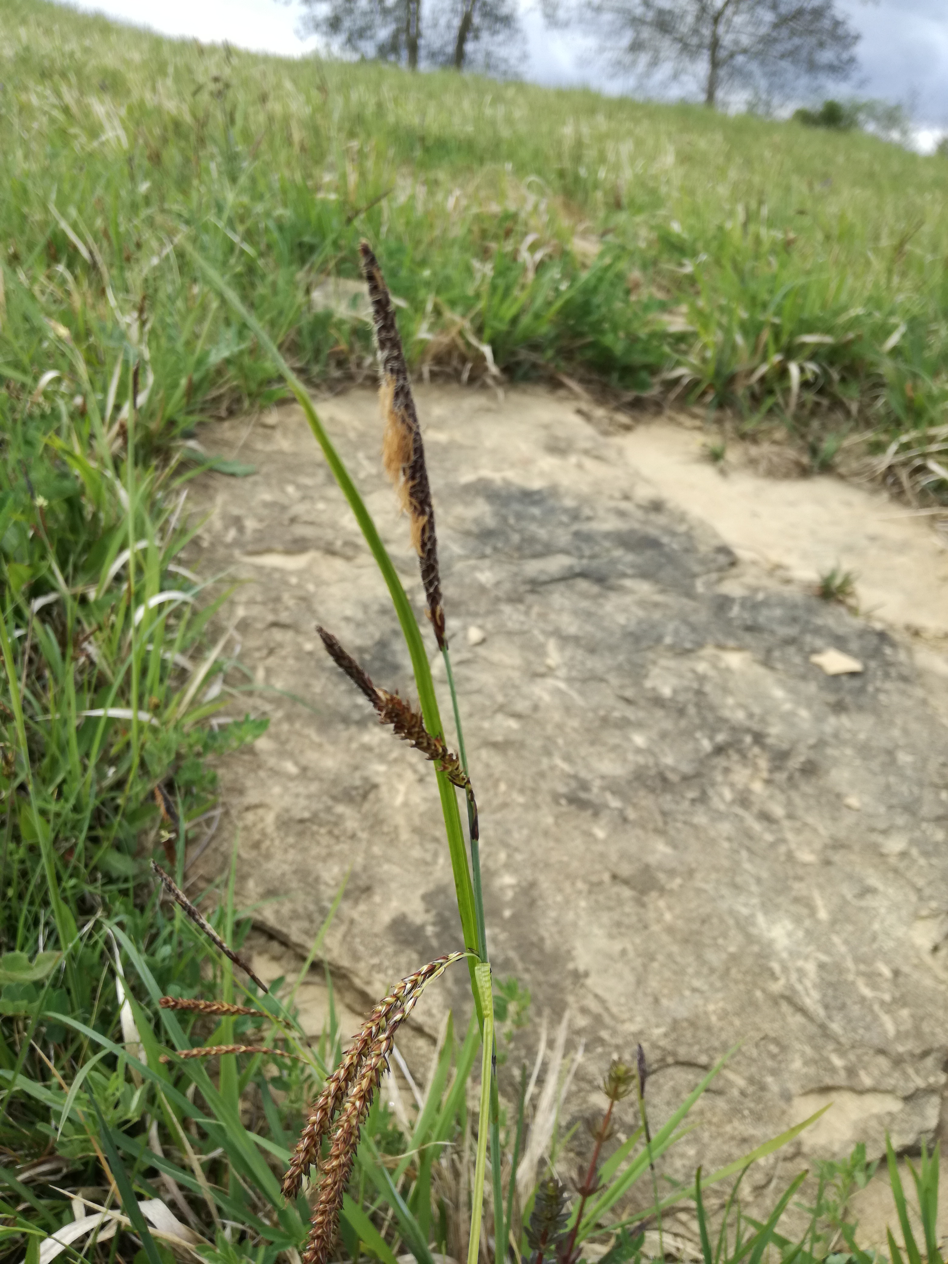 01062017045300 2928 art 1519 img 20170423 120254