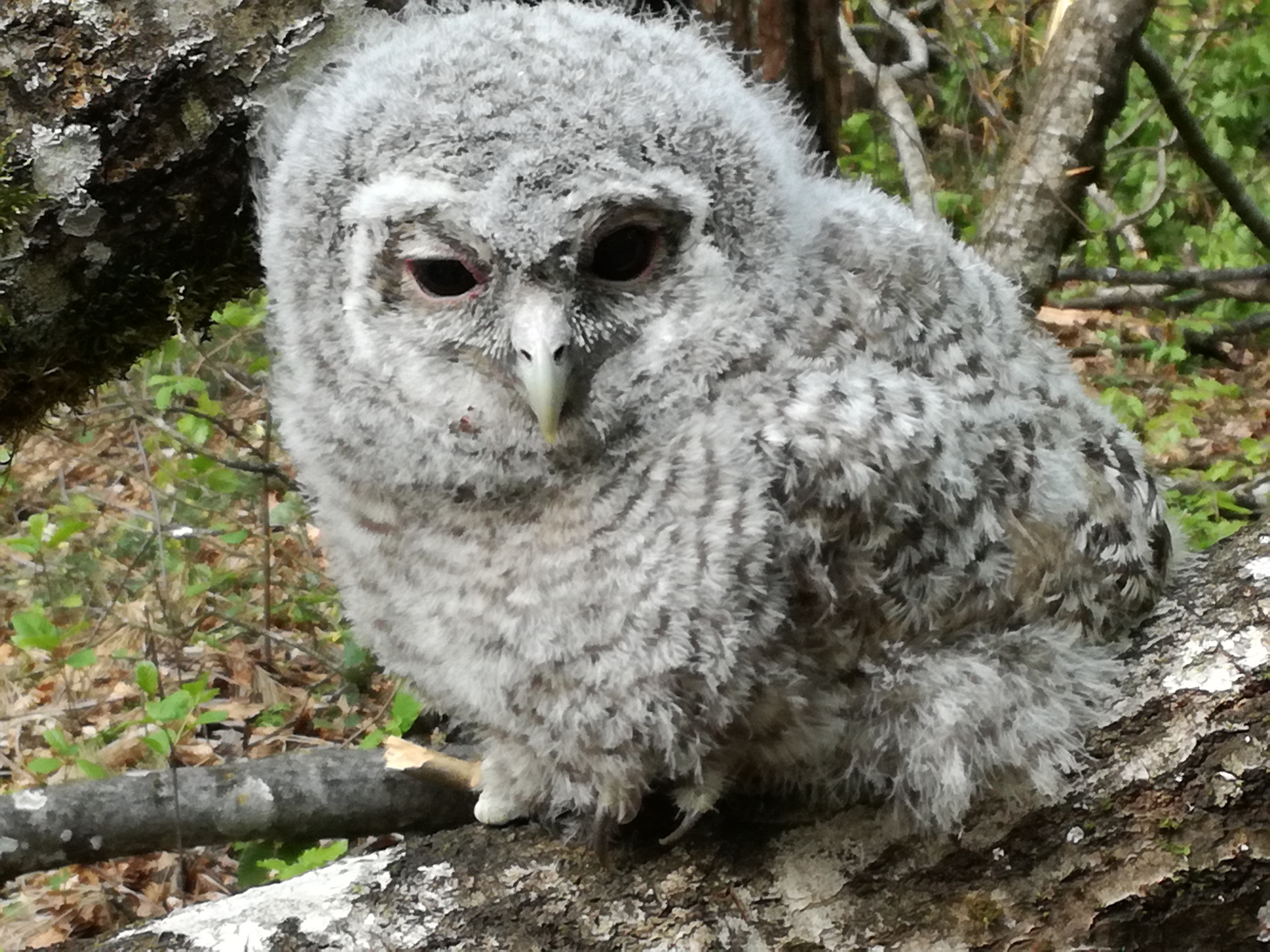 01062017051804 2929 art 1800 img 20170424 100616 1