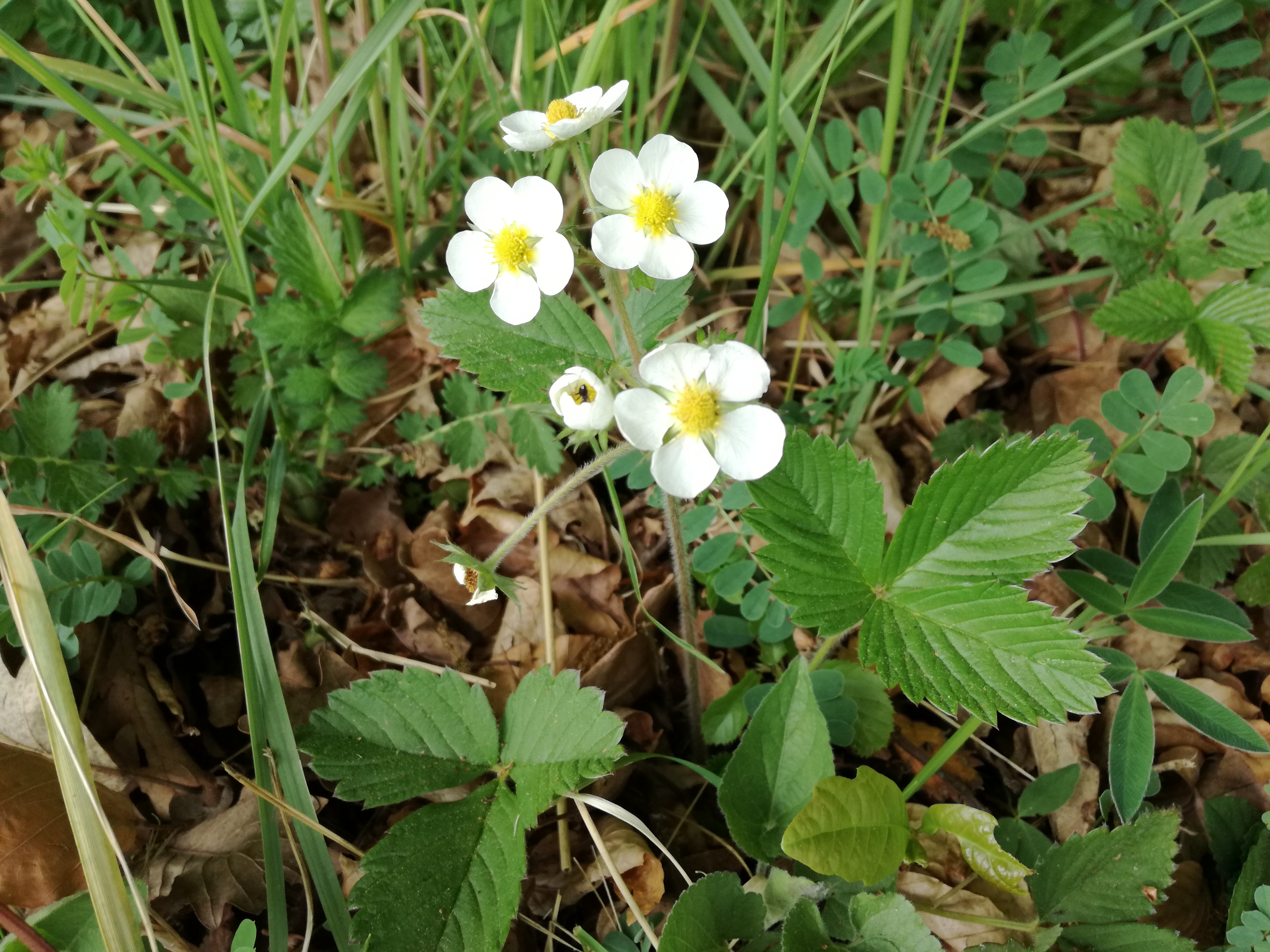 01062017054405 2932 art 1451 img 20170426 144115