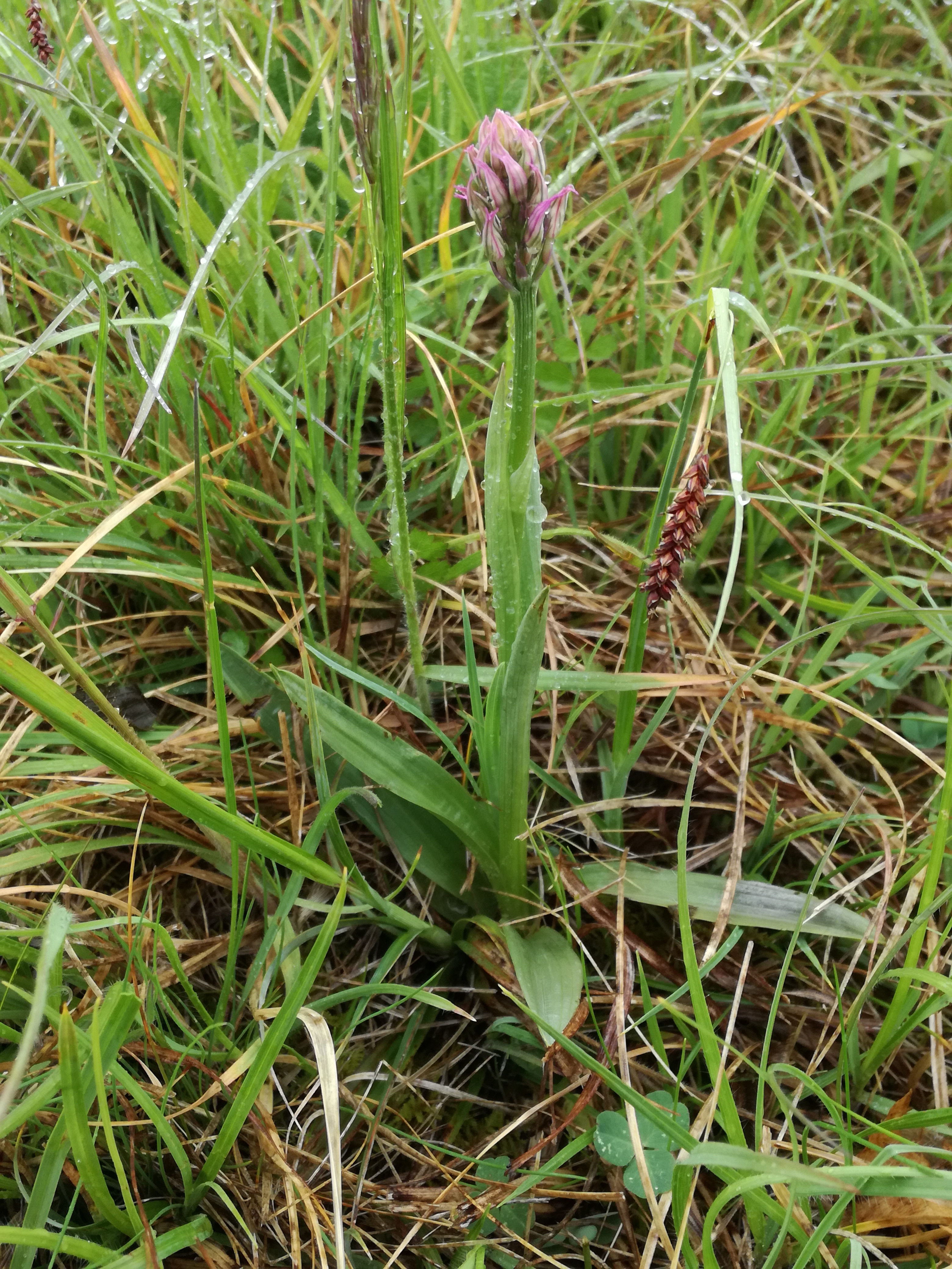 01062017054625 2933 art 1455 img 20170427 113711