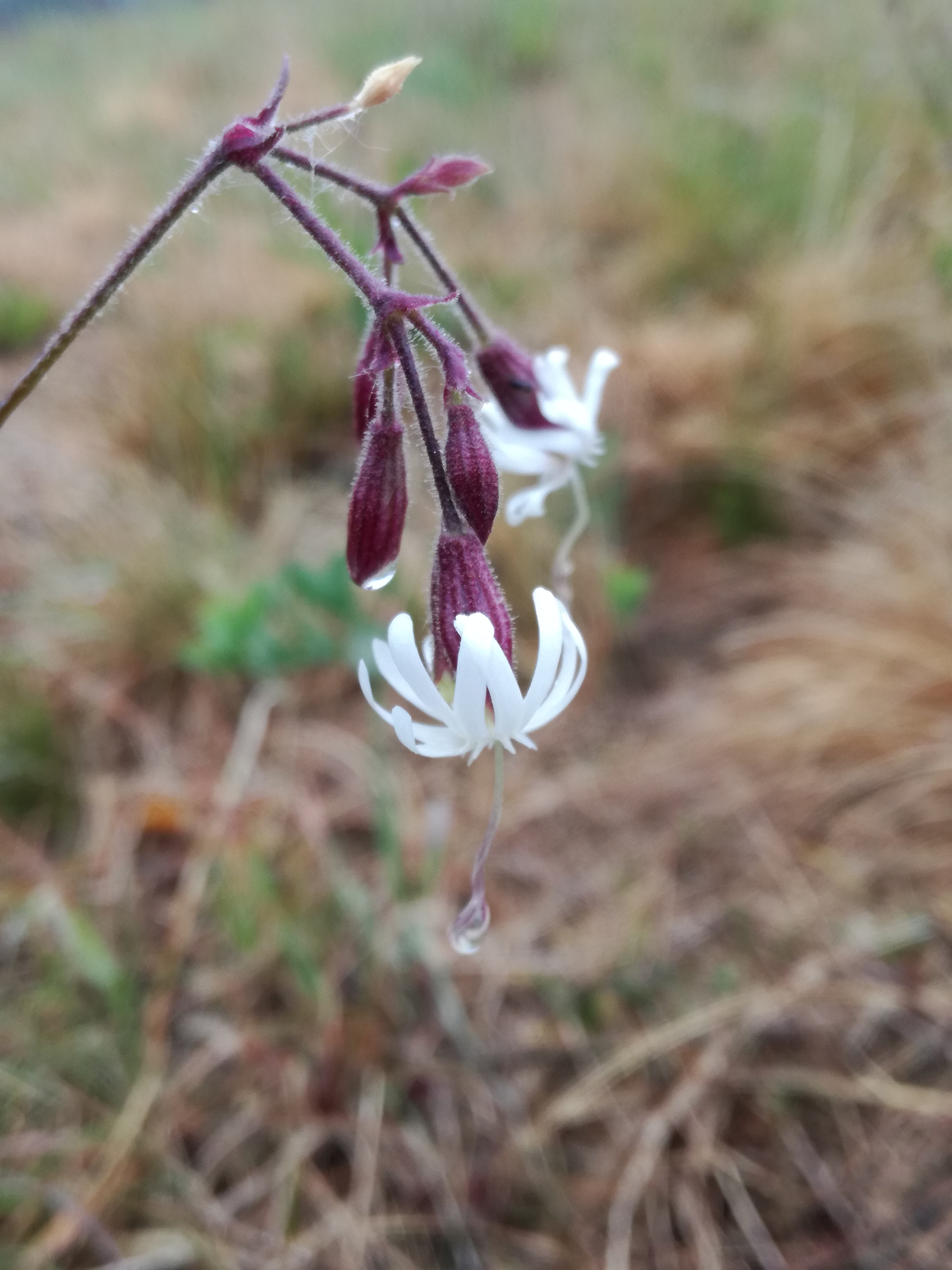 01062017055056 2934 art 1250 img 20170427 114147