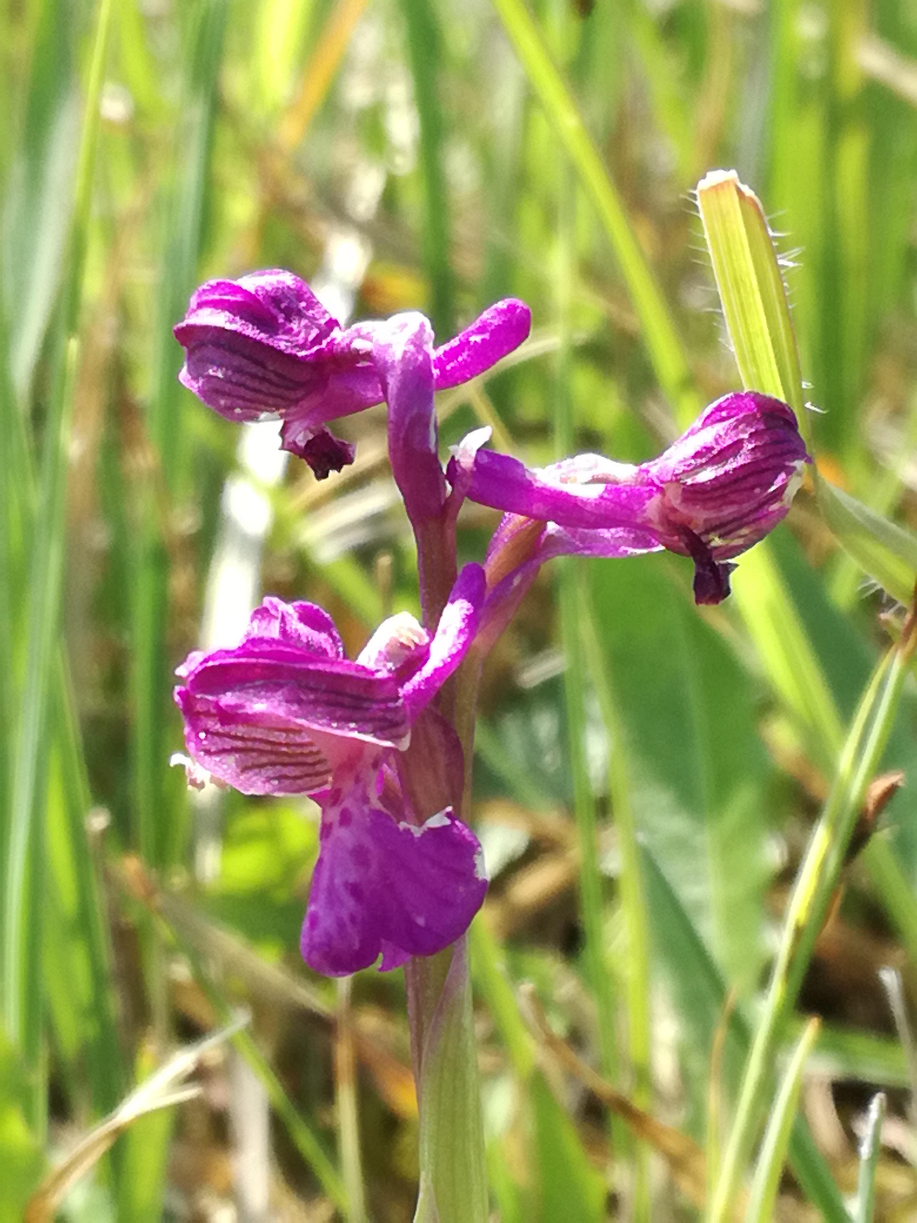 01062017060845 2935 art 537 img 20170430 120230