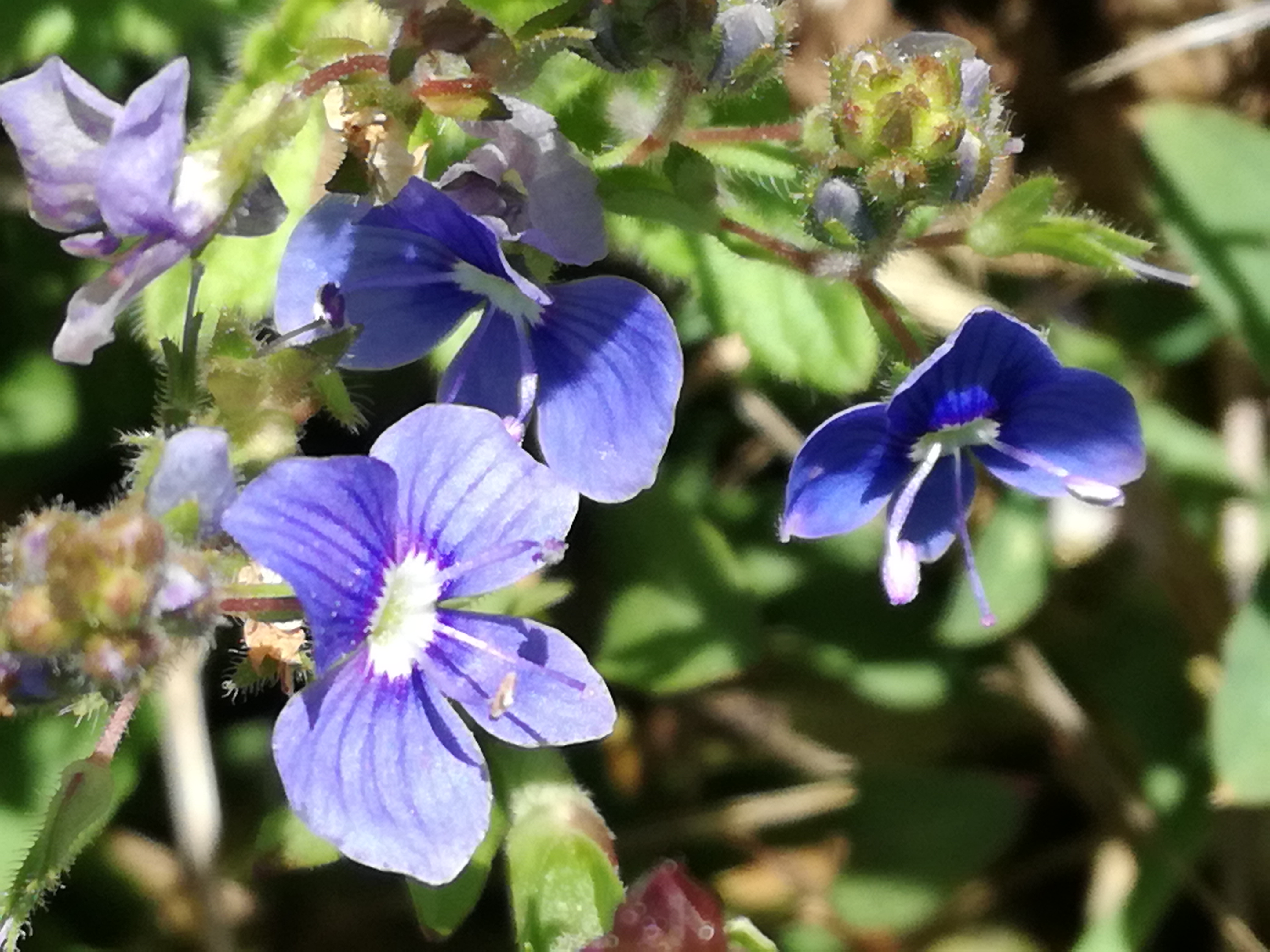 01062017062713 2938 art 1244 img 20170502 101416