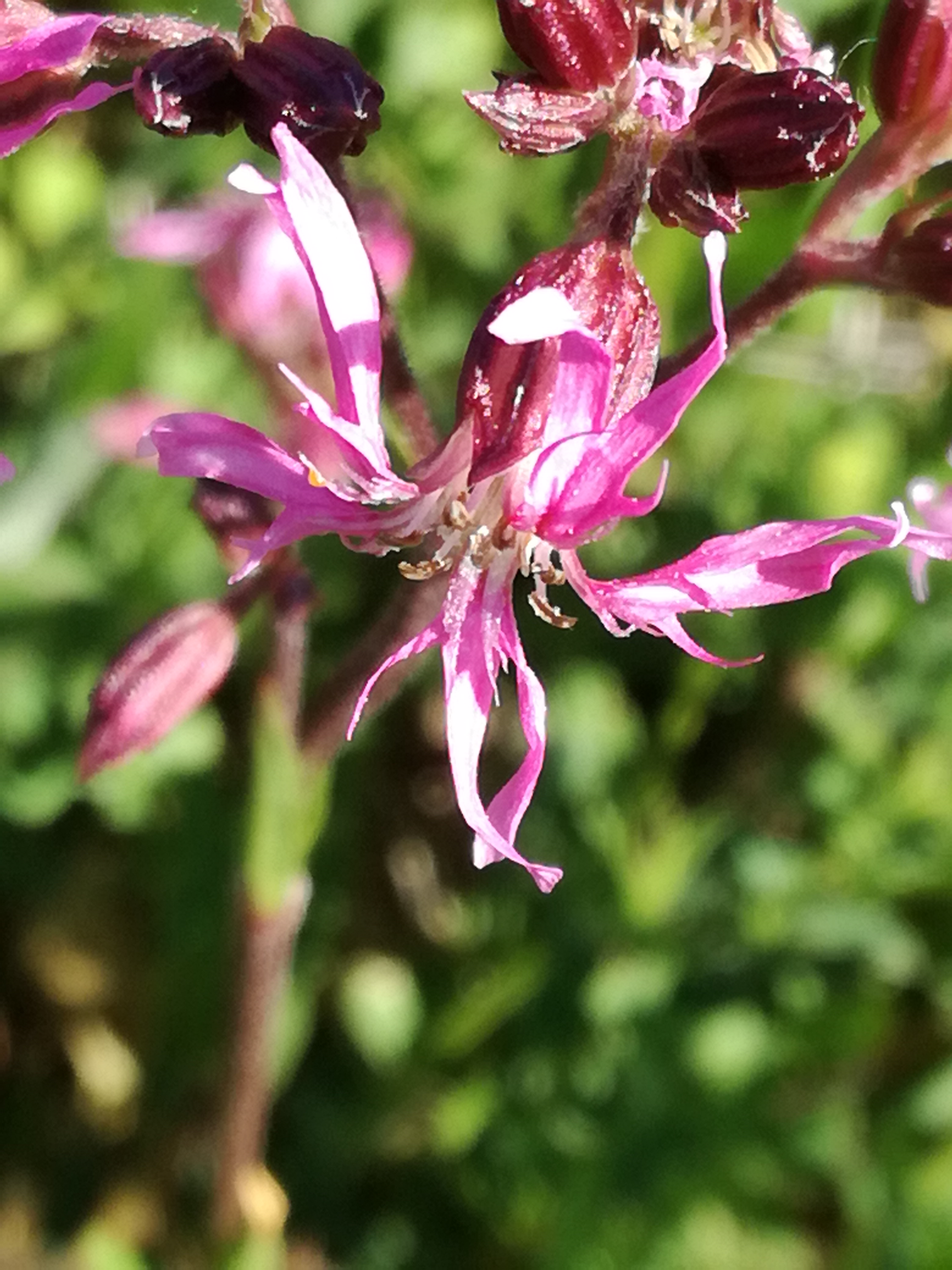 01062017063528 2939 art 1802 img 20170502 101509