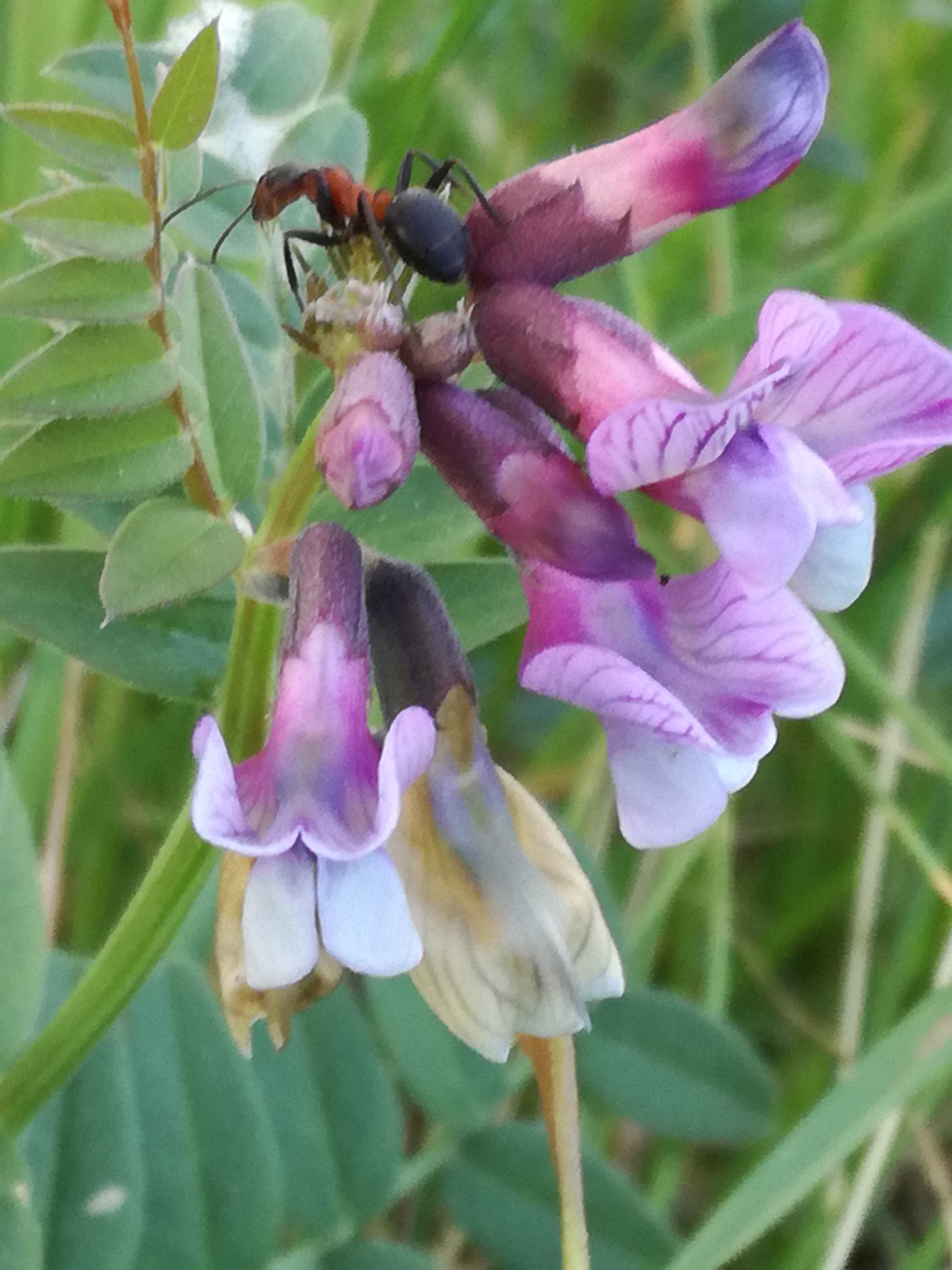 01062017064047 2940 art 1480 img 20170502 103349