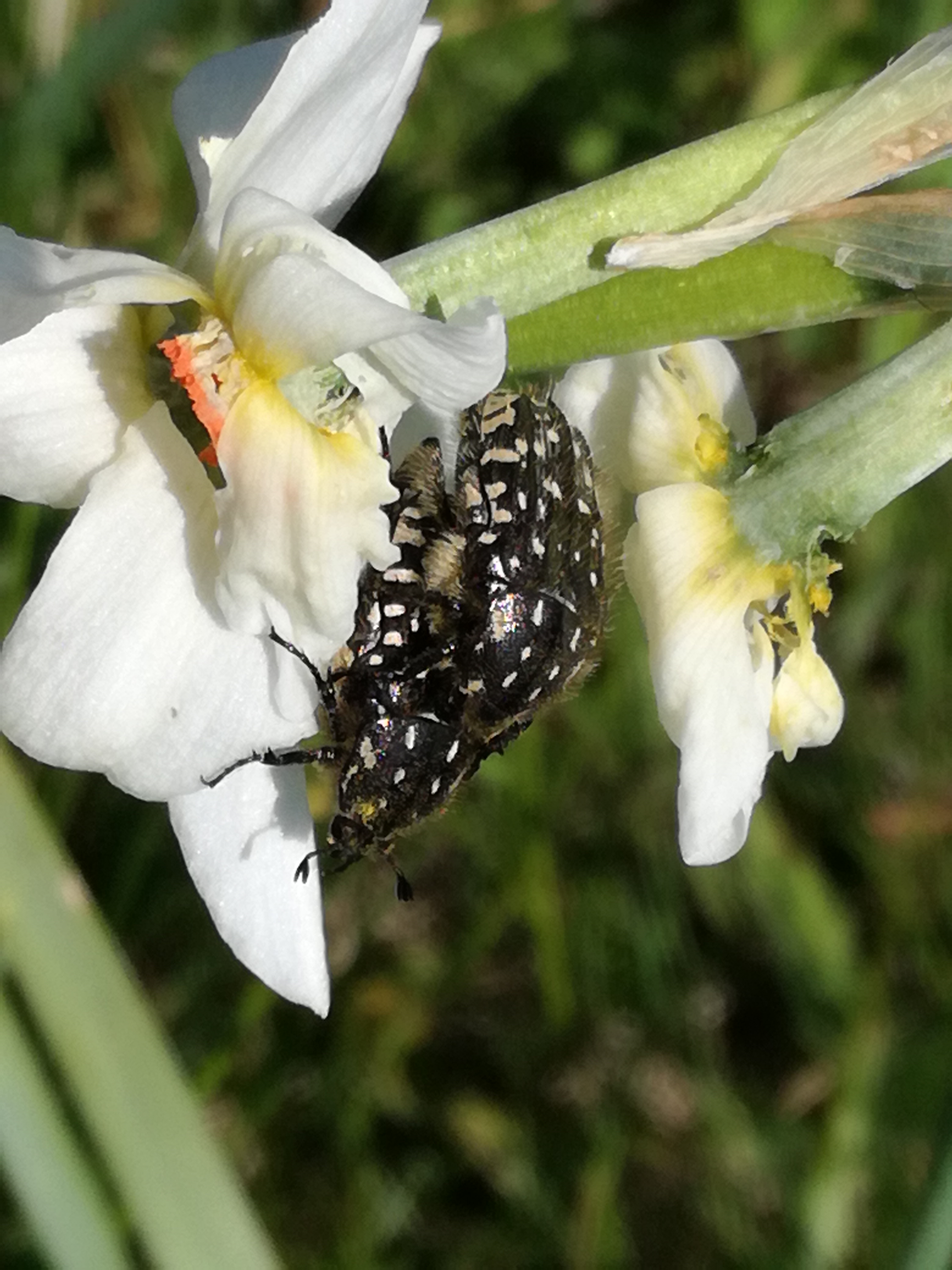 01062017065529 2943 art 310 img 20170502 145724