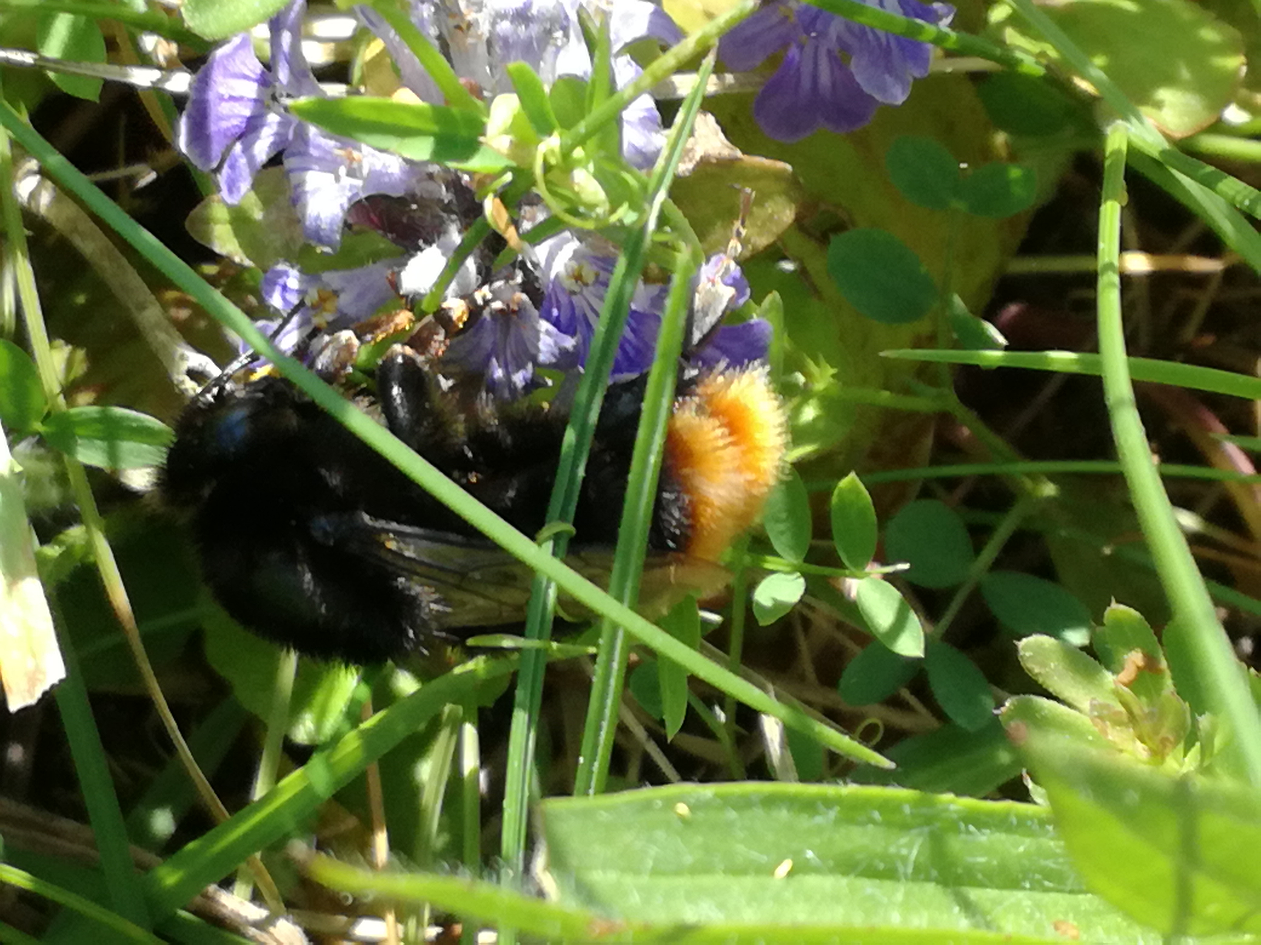 01062017065747 2944 art 605 img 20170502 153538