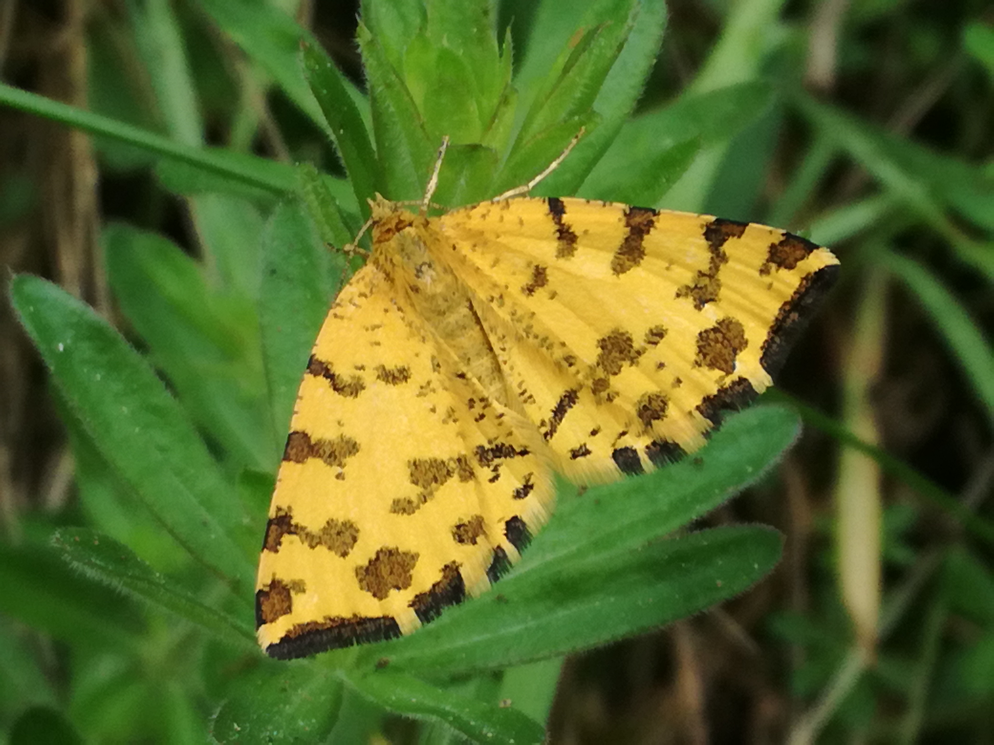 01062017071243 2945 art 1803 img 20170507 071709