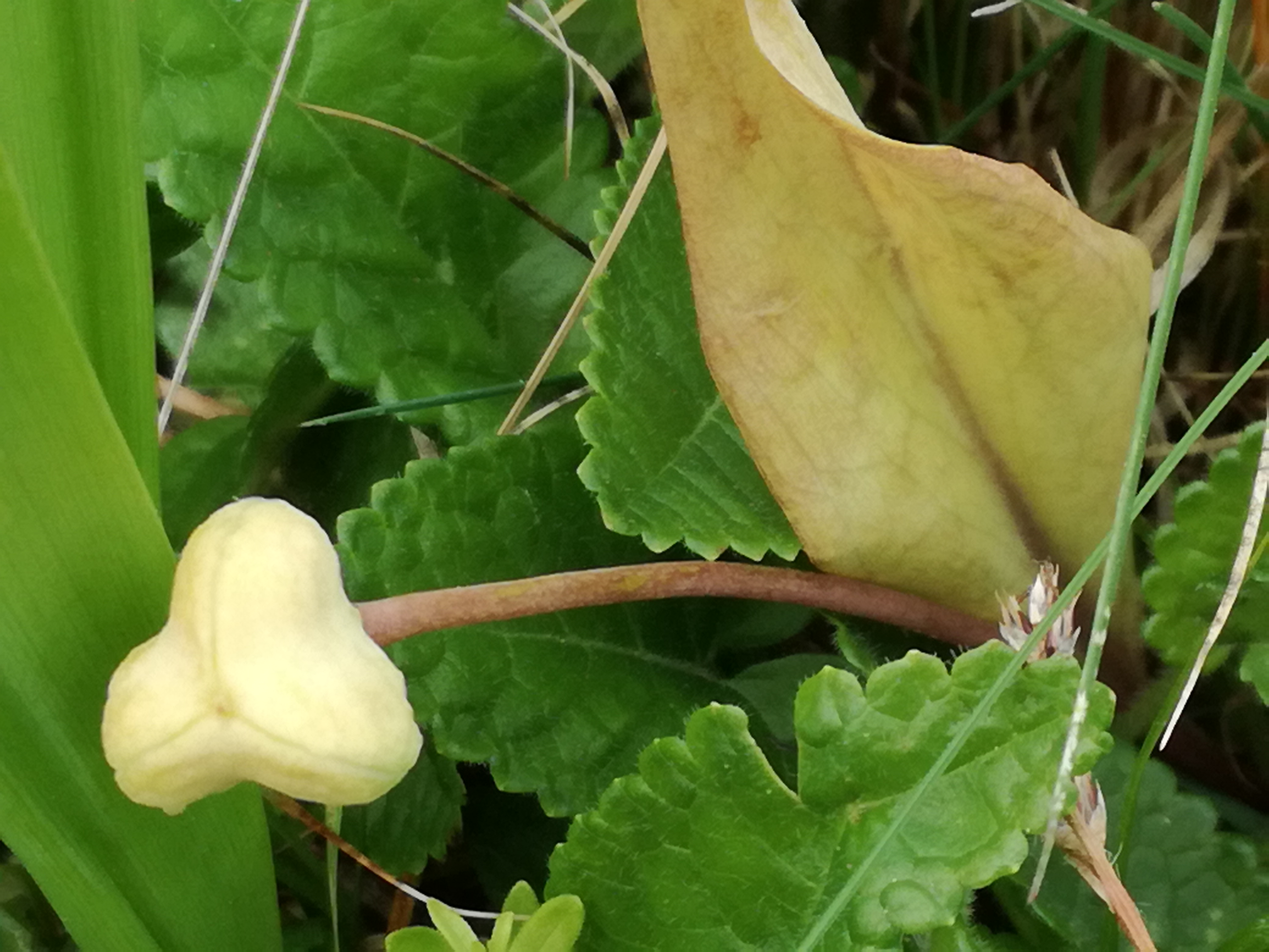 01062017071711 2946 art 1426 img 20170508 103543