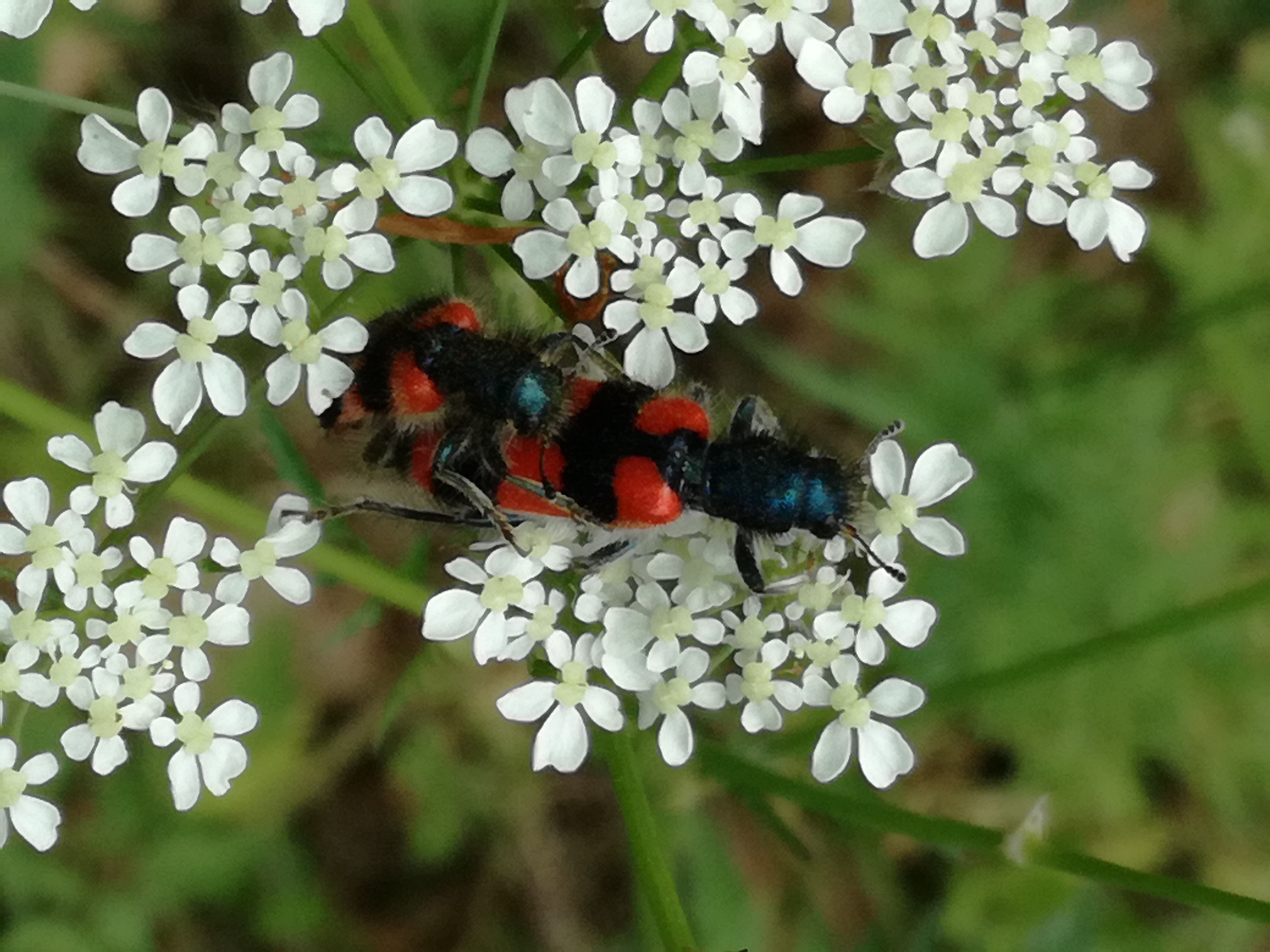 01062017072025 2947 art 261 img 20170508 110744