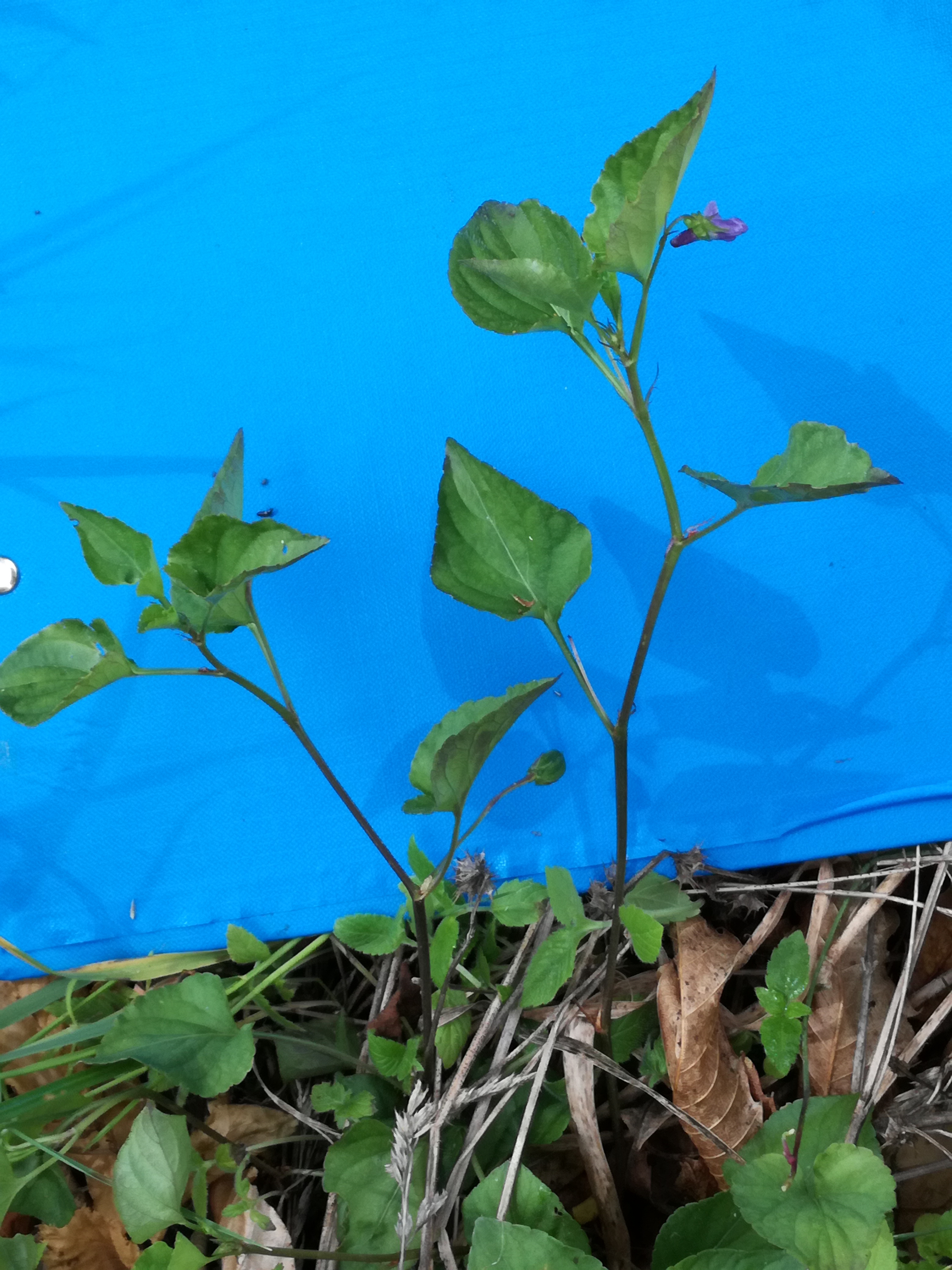 01062017073041 2948 art 1427 img 20170508 111015