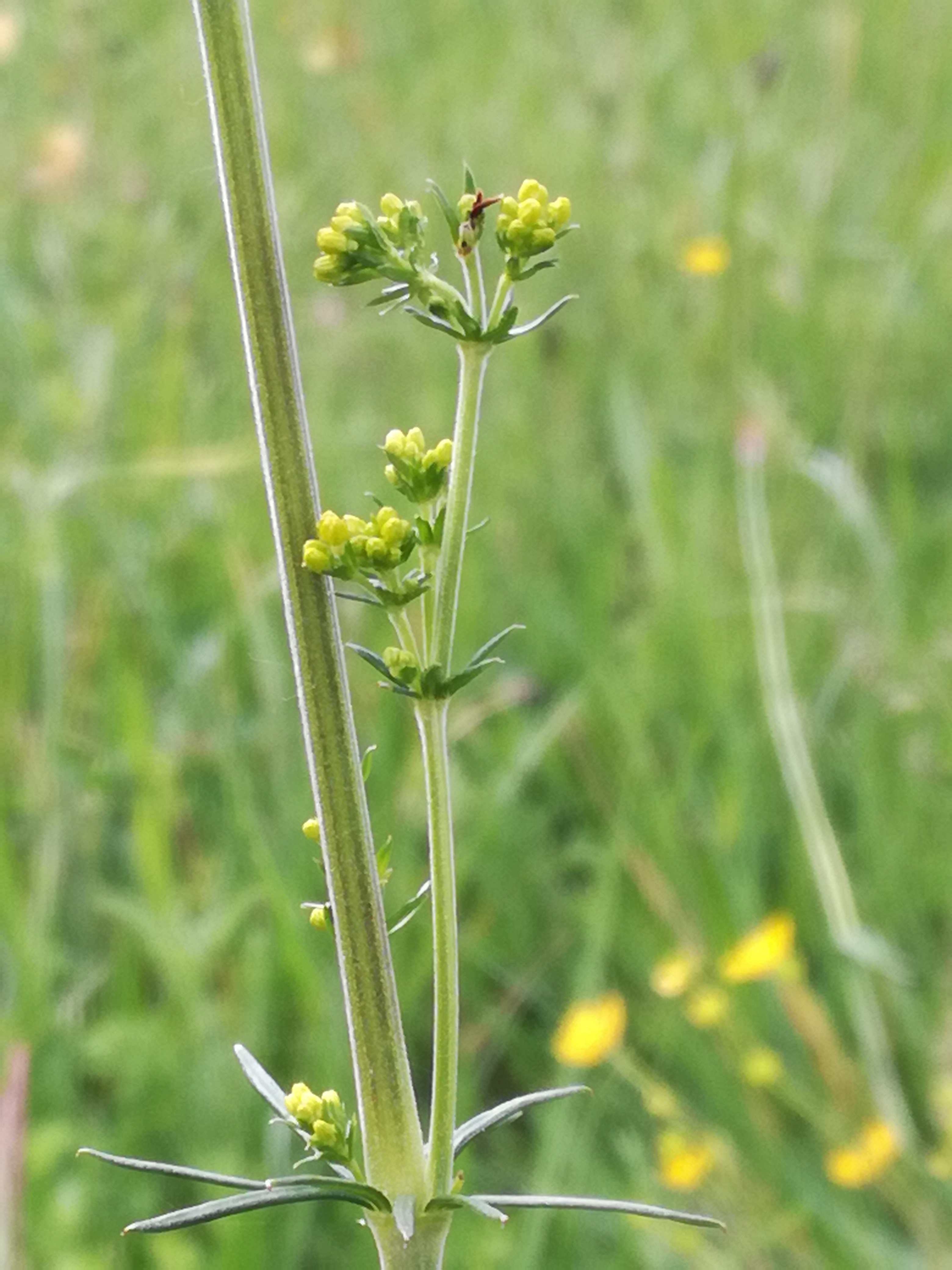 01062017081542 2950 art 1805 img 20170508 112655