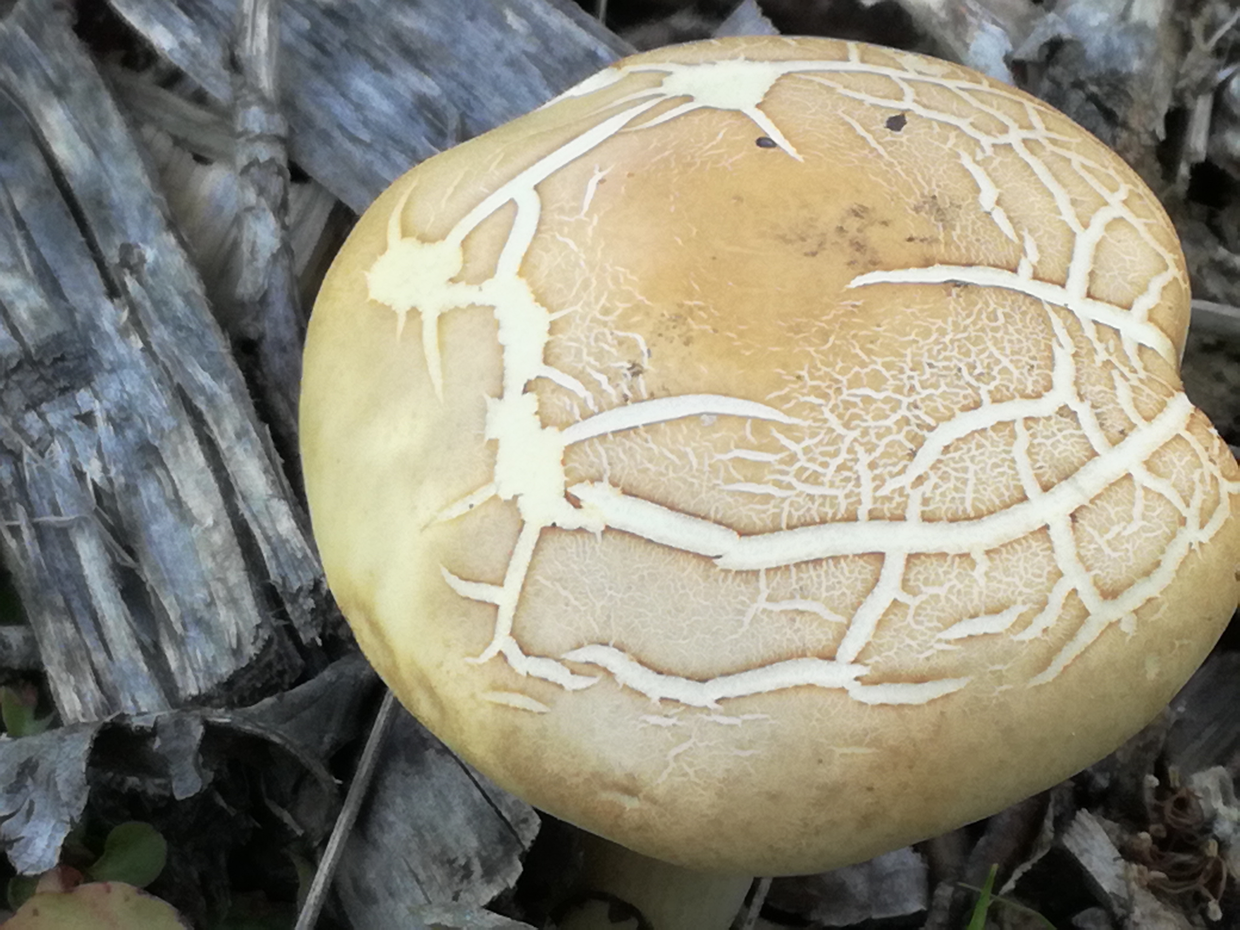 01062017083134 2951 art 1806 img 20170508 151821