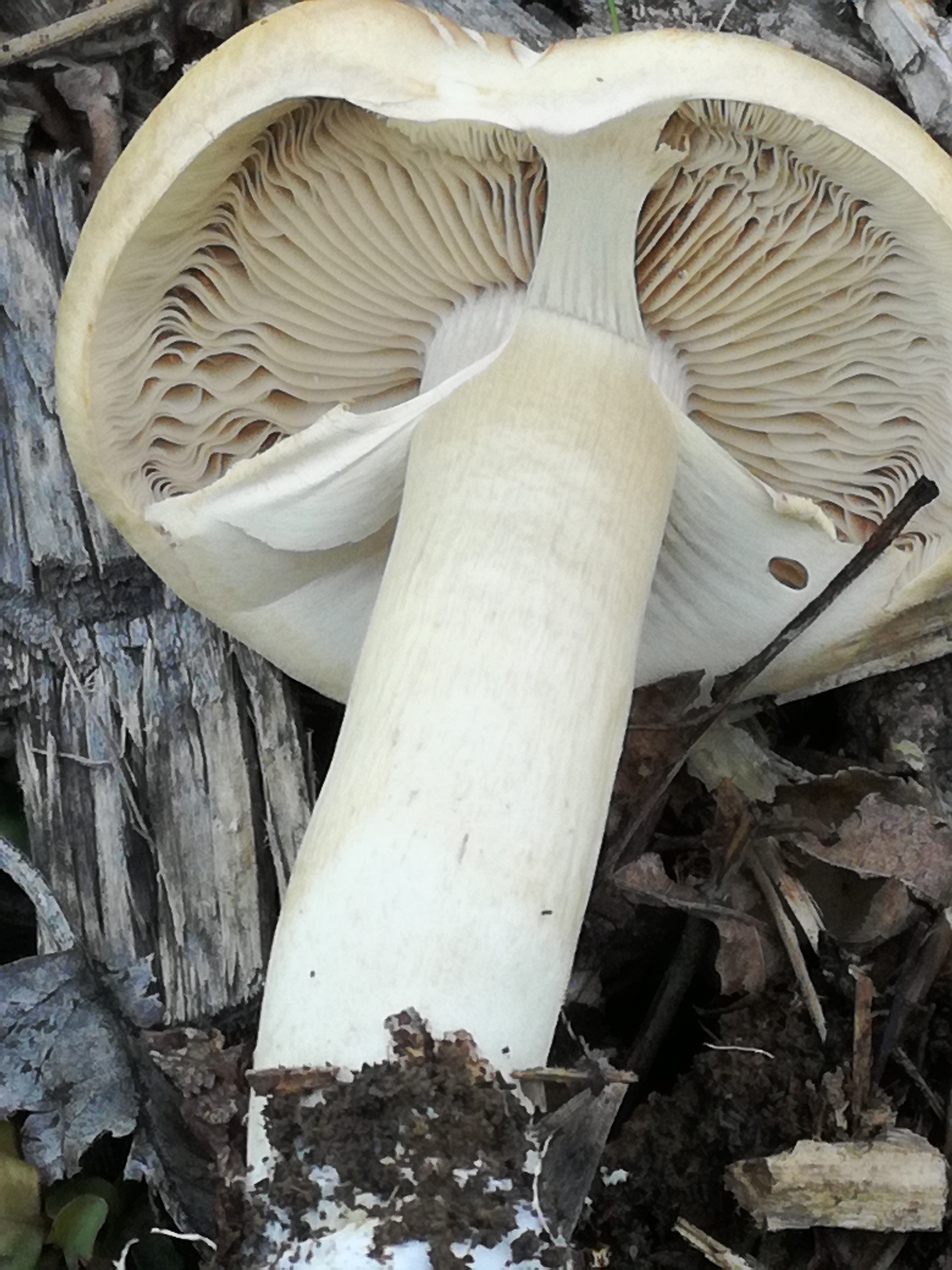 01062017083303 2952 art 1806 img 20170508 151833