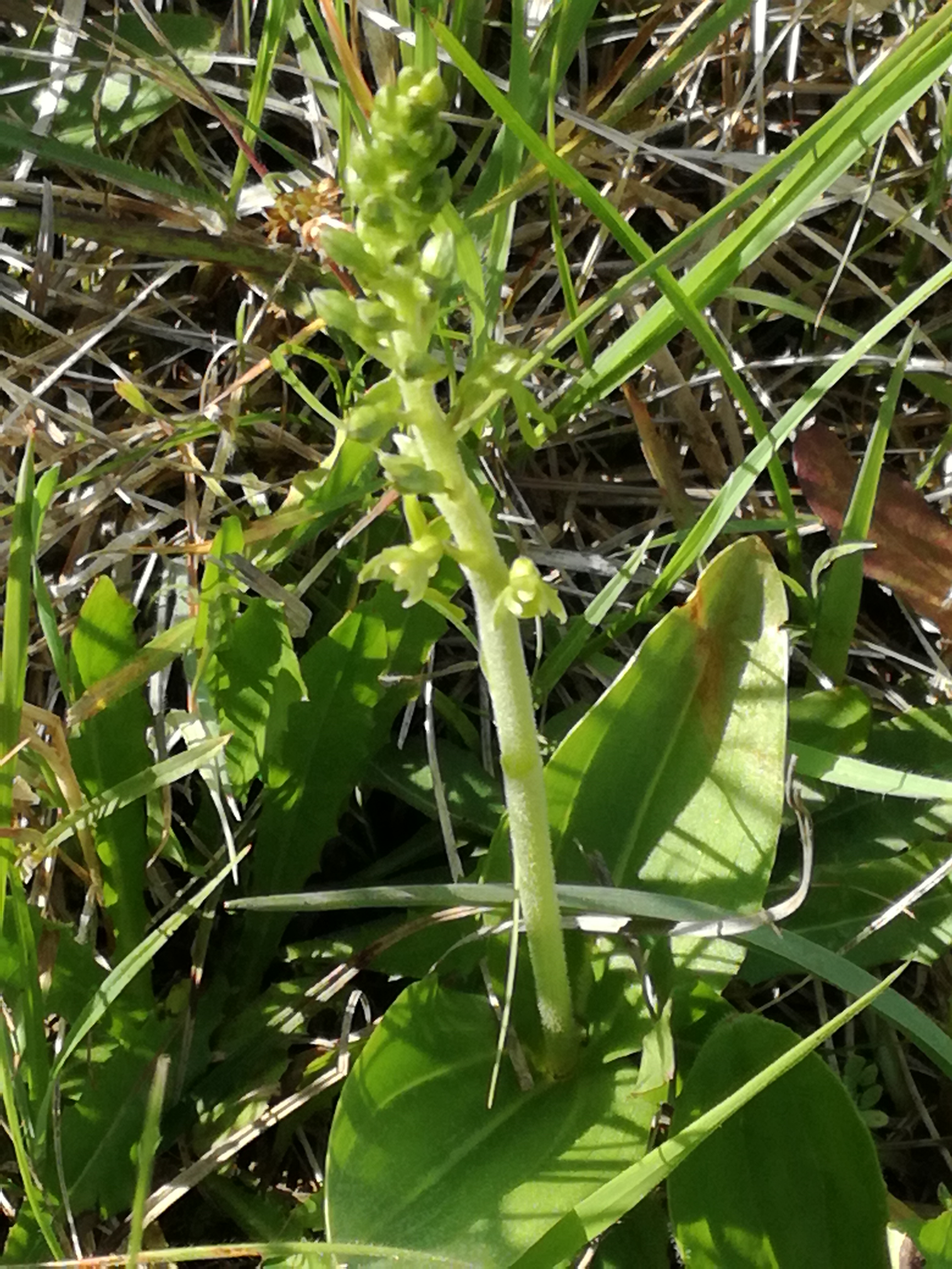 01062017083453 2953 art 1515 img 20170508 154117