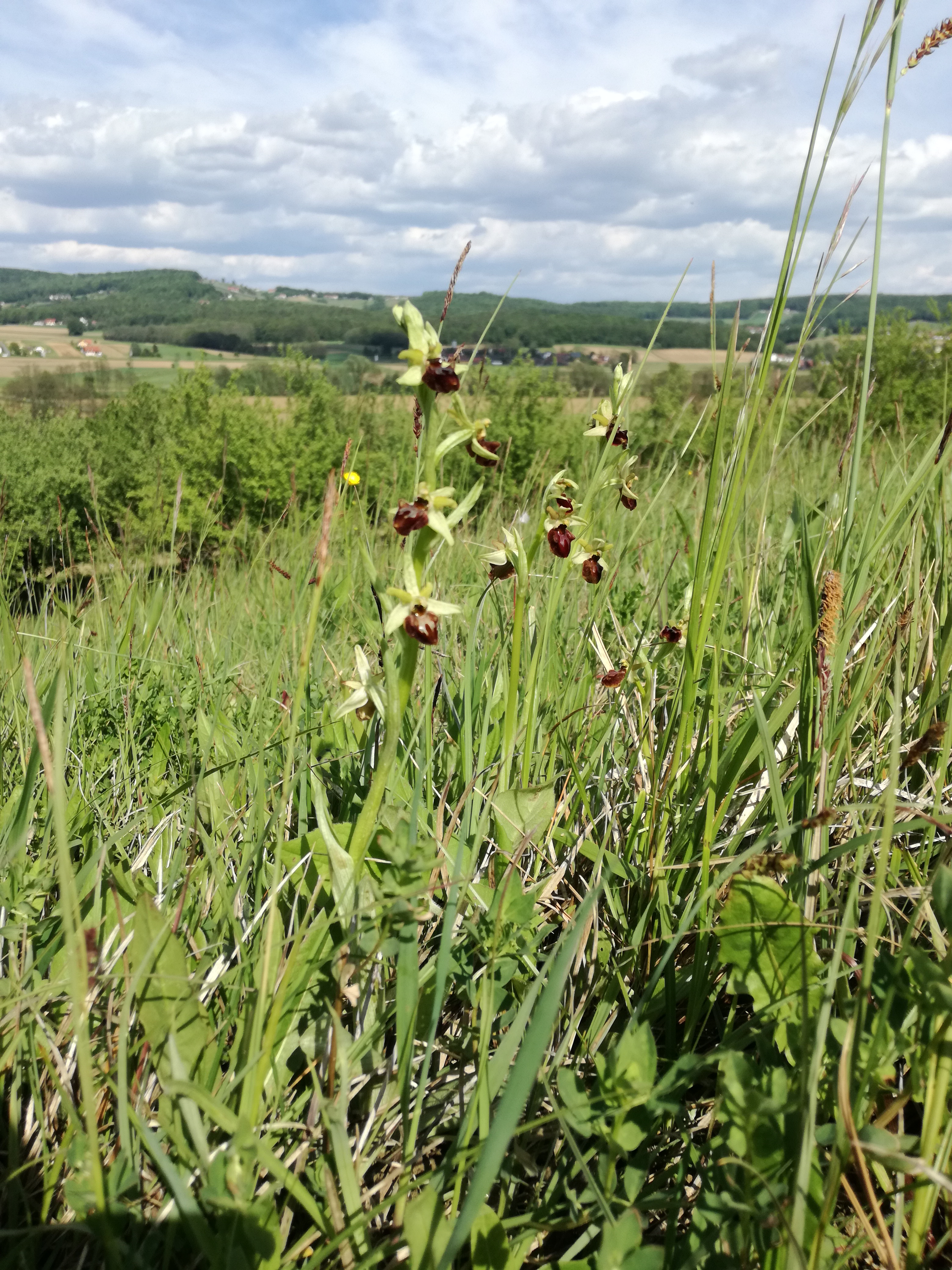 01062017083918 2954 art 1801 img 20170508 154304