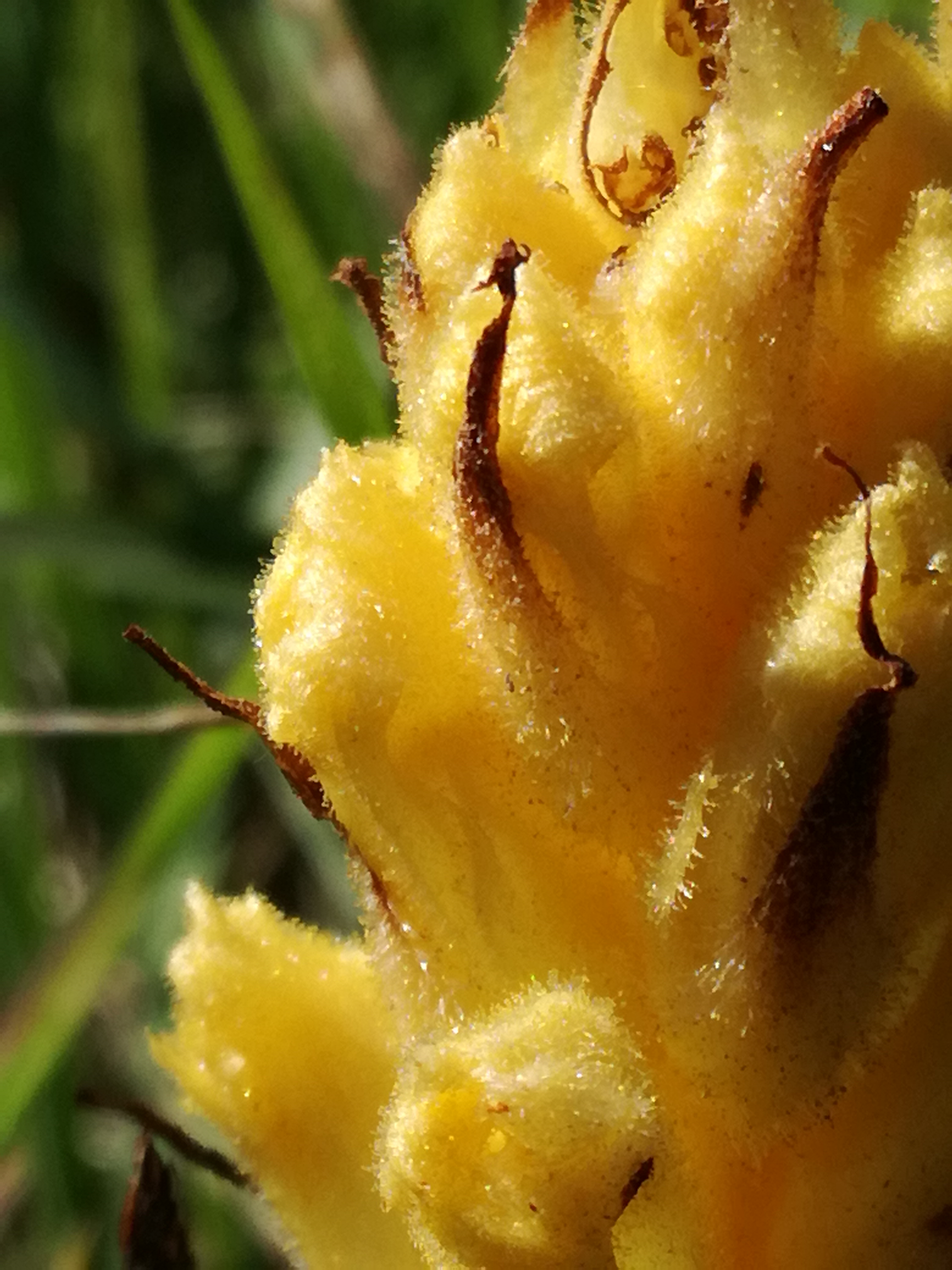 01062017084116 2955 art 1751 img 20170510 162012