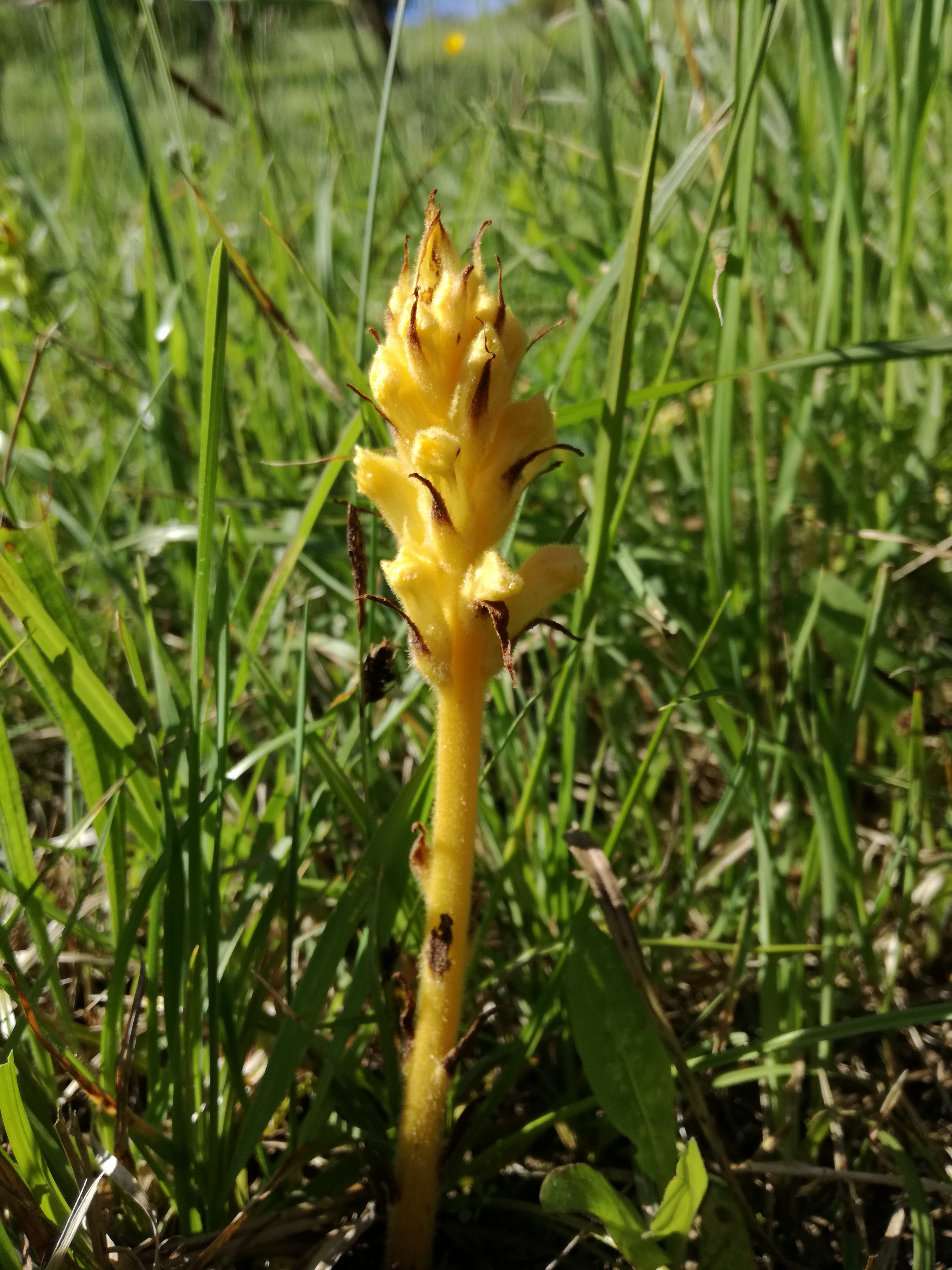 01062017084307 2956 art 1751 img 20170510 162031