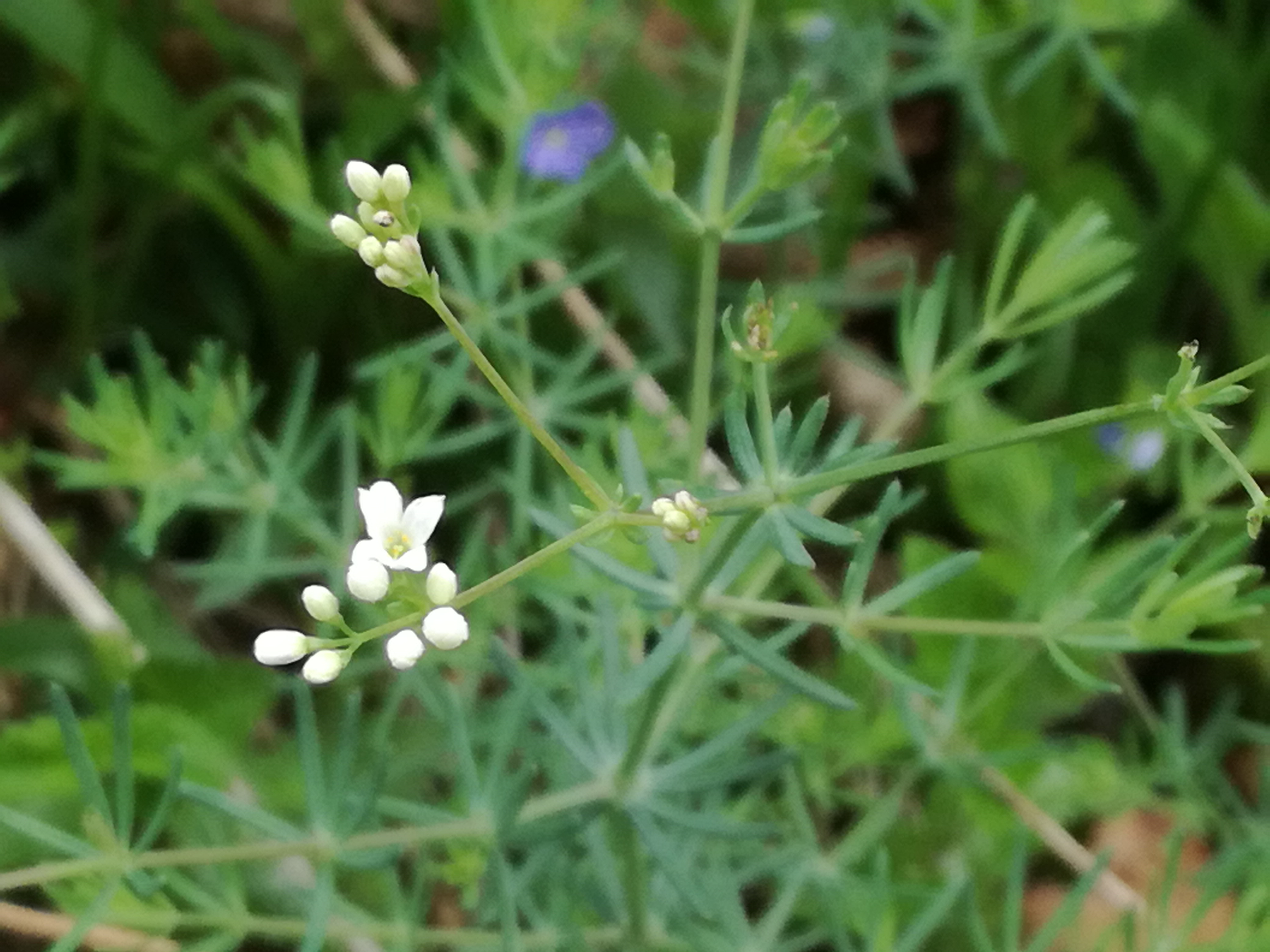 01062017085529 2957 art 1037 img 20170513 101337