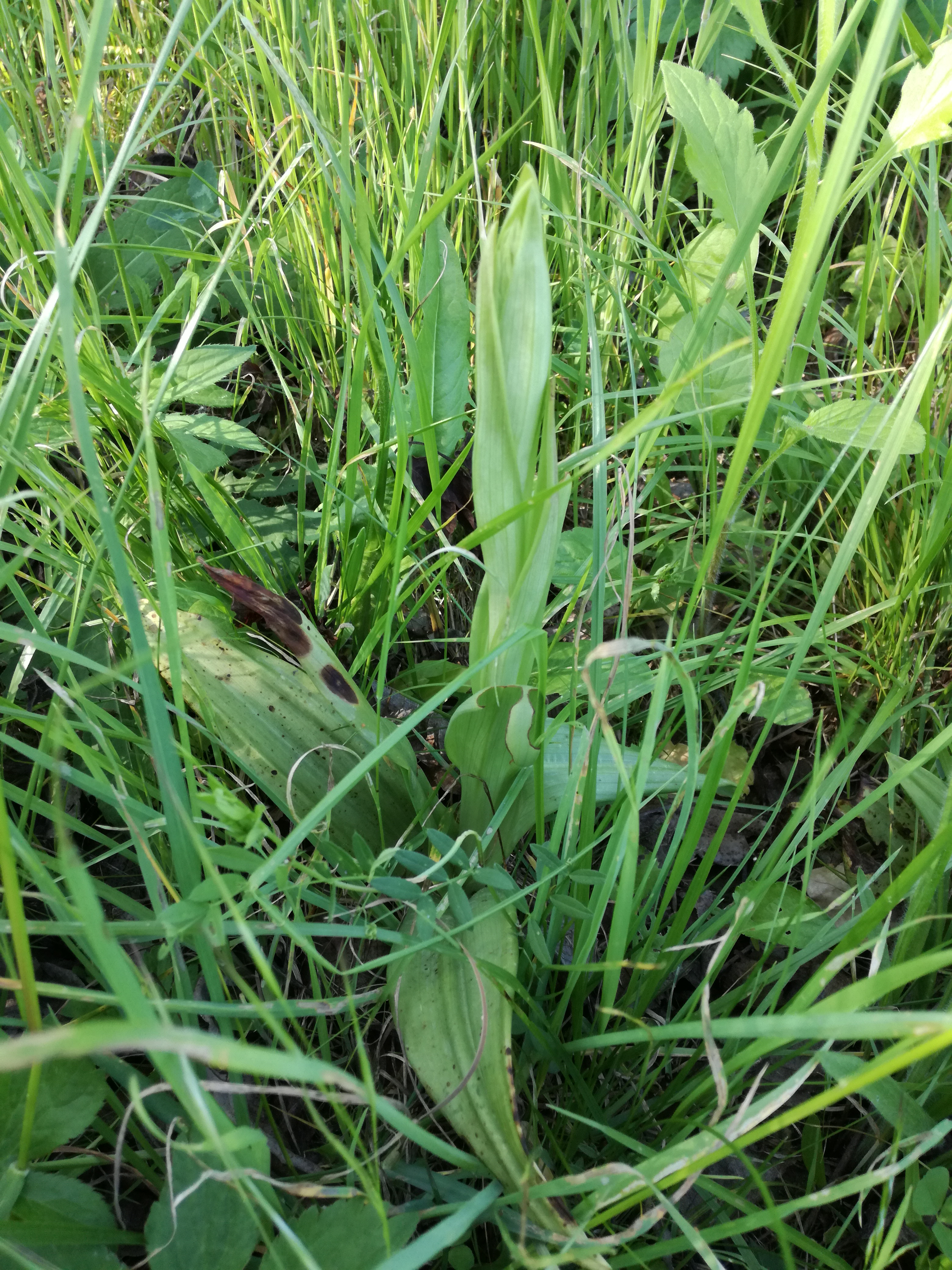 01062017090056 2958 art 1754 img 20170510 162856