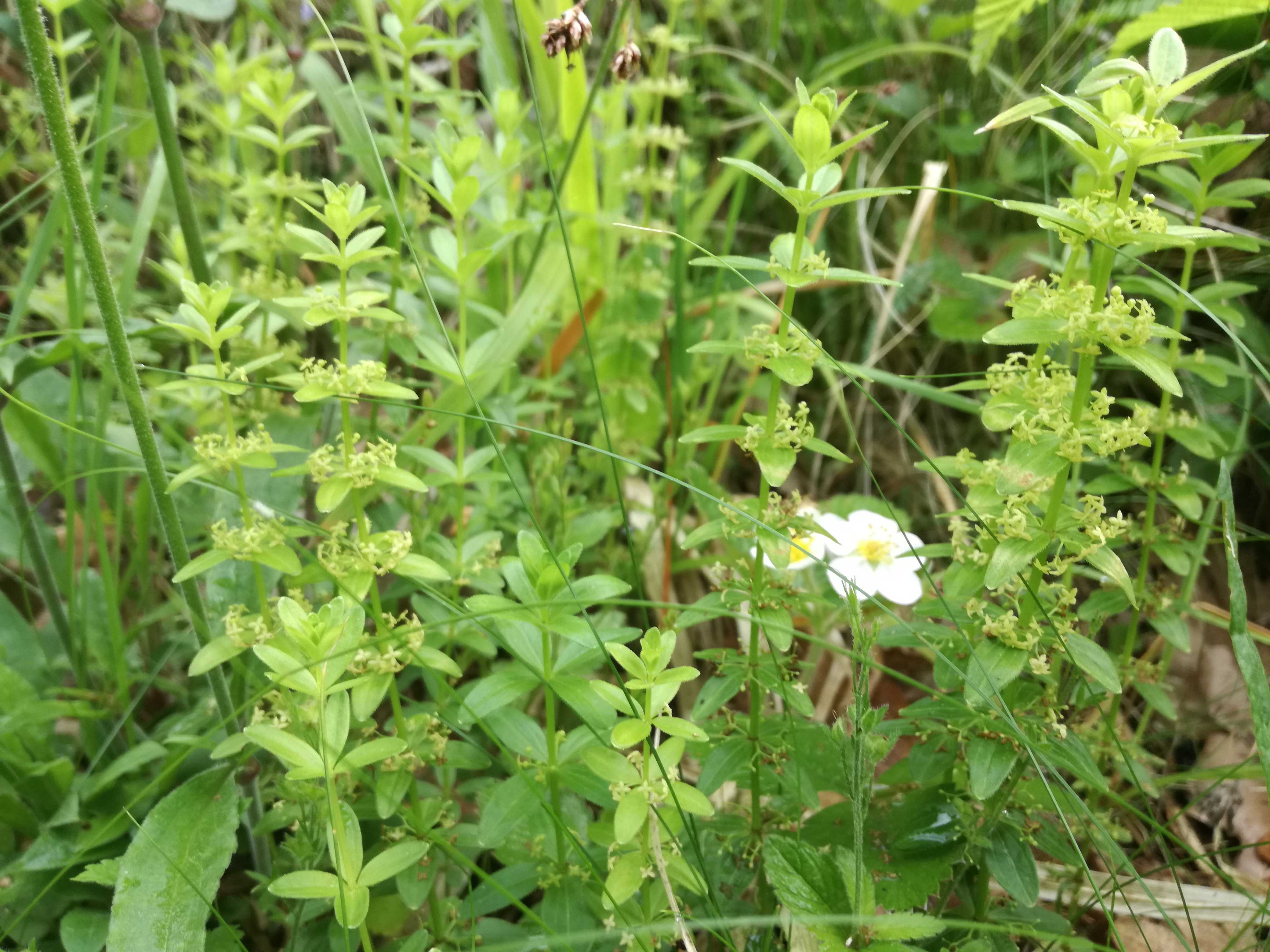 01062017090538 2960 art 1448 img 20170513 101446