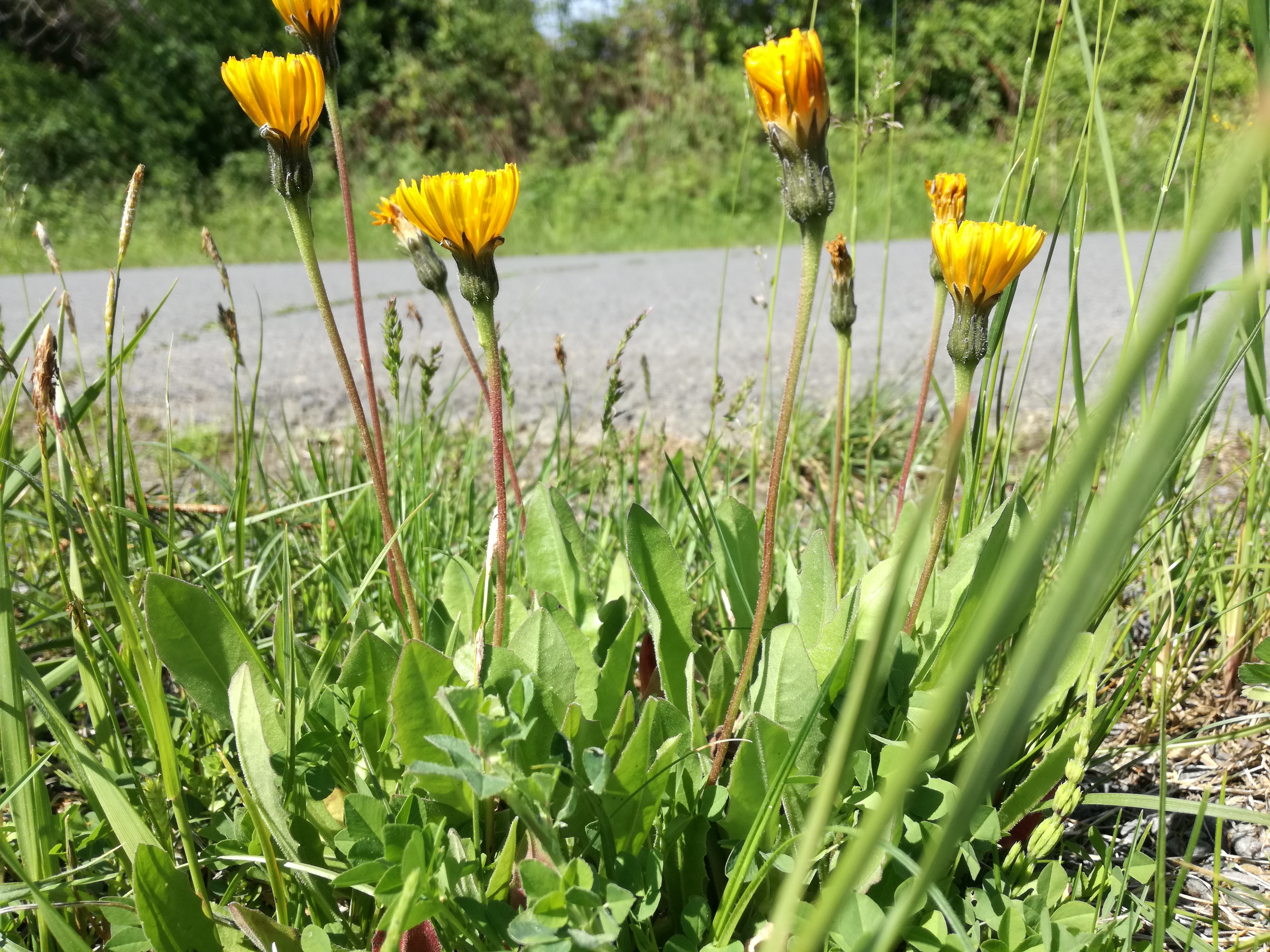 01062017092016 2961 art 1807 img 20170510 145702