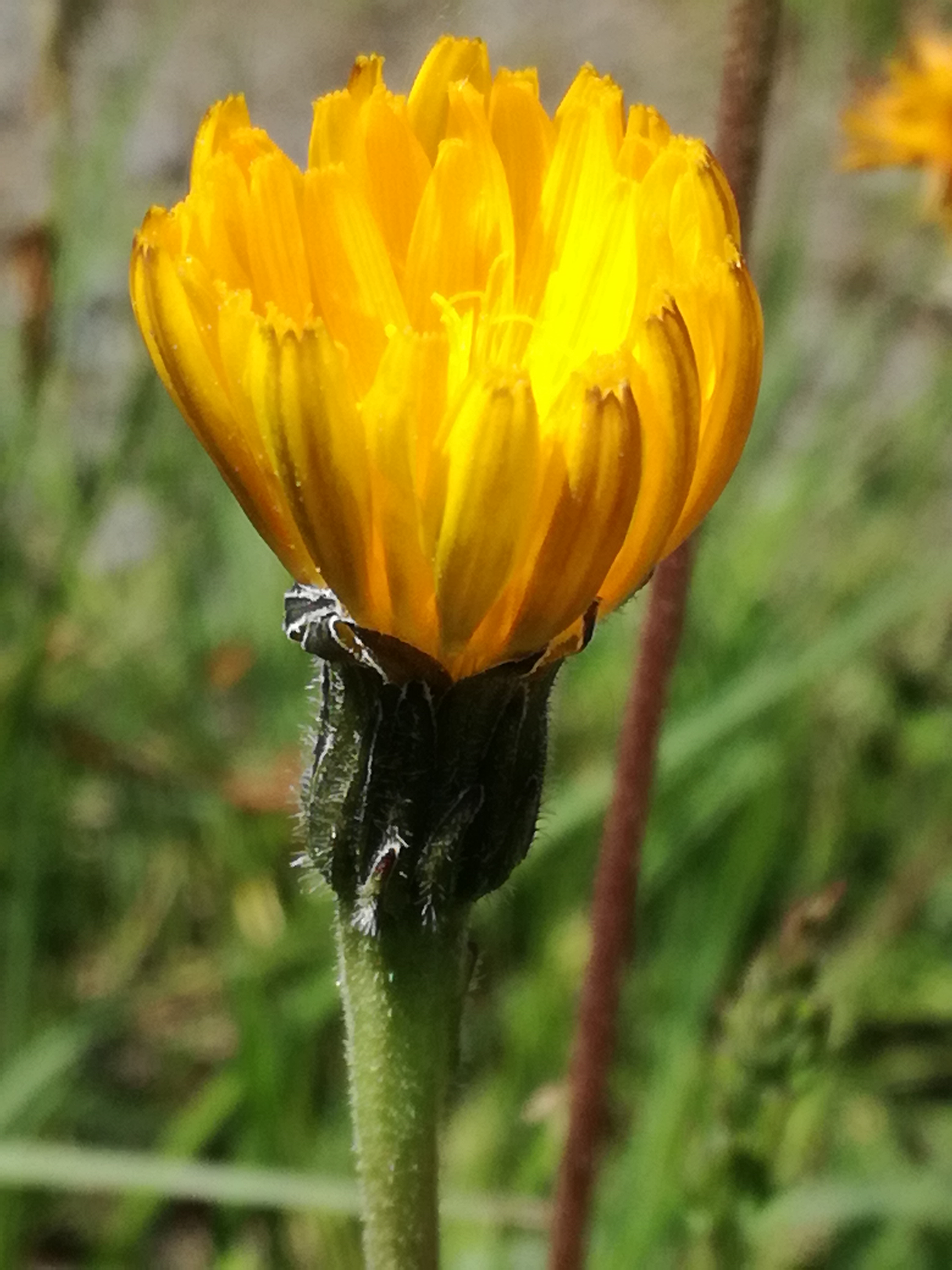 01062017092139 2962 art 1807 img 20170510 145725