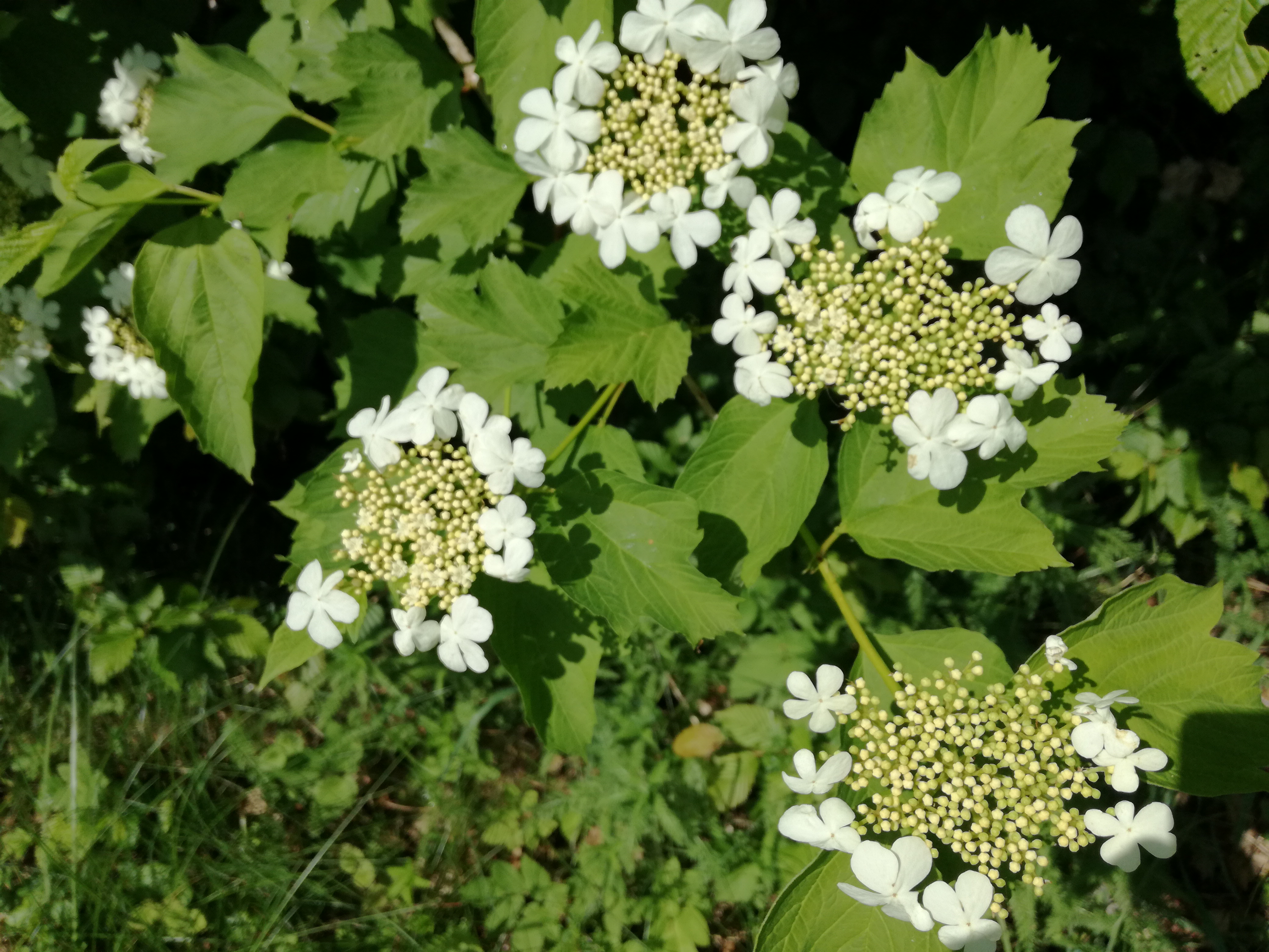 01062017092430 2963 art 277 img 20170512 104830