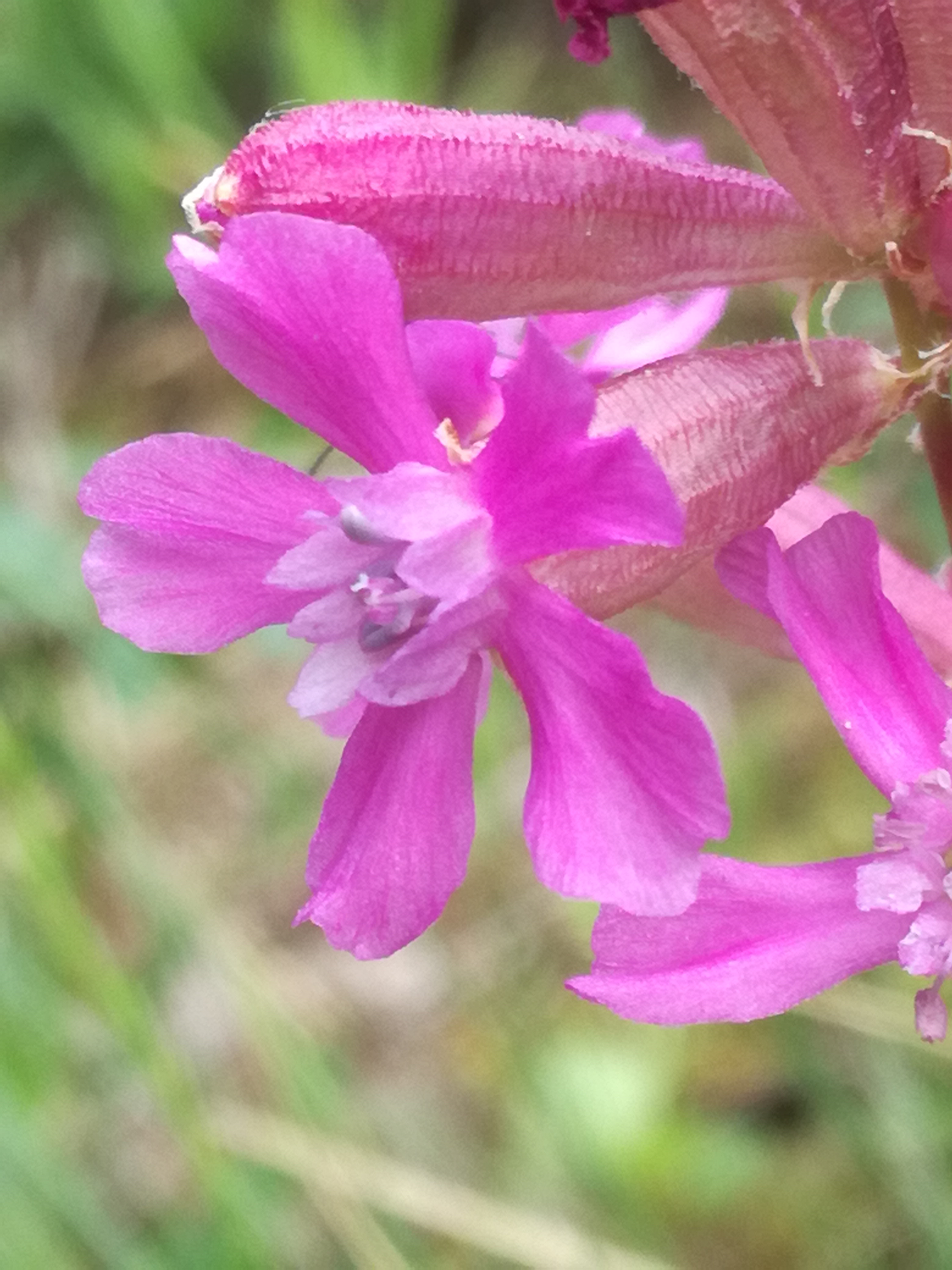 01062017092850 2965 art 541 img 20170513 101741