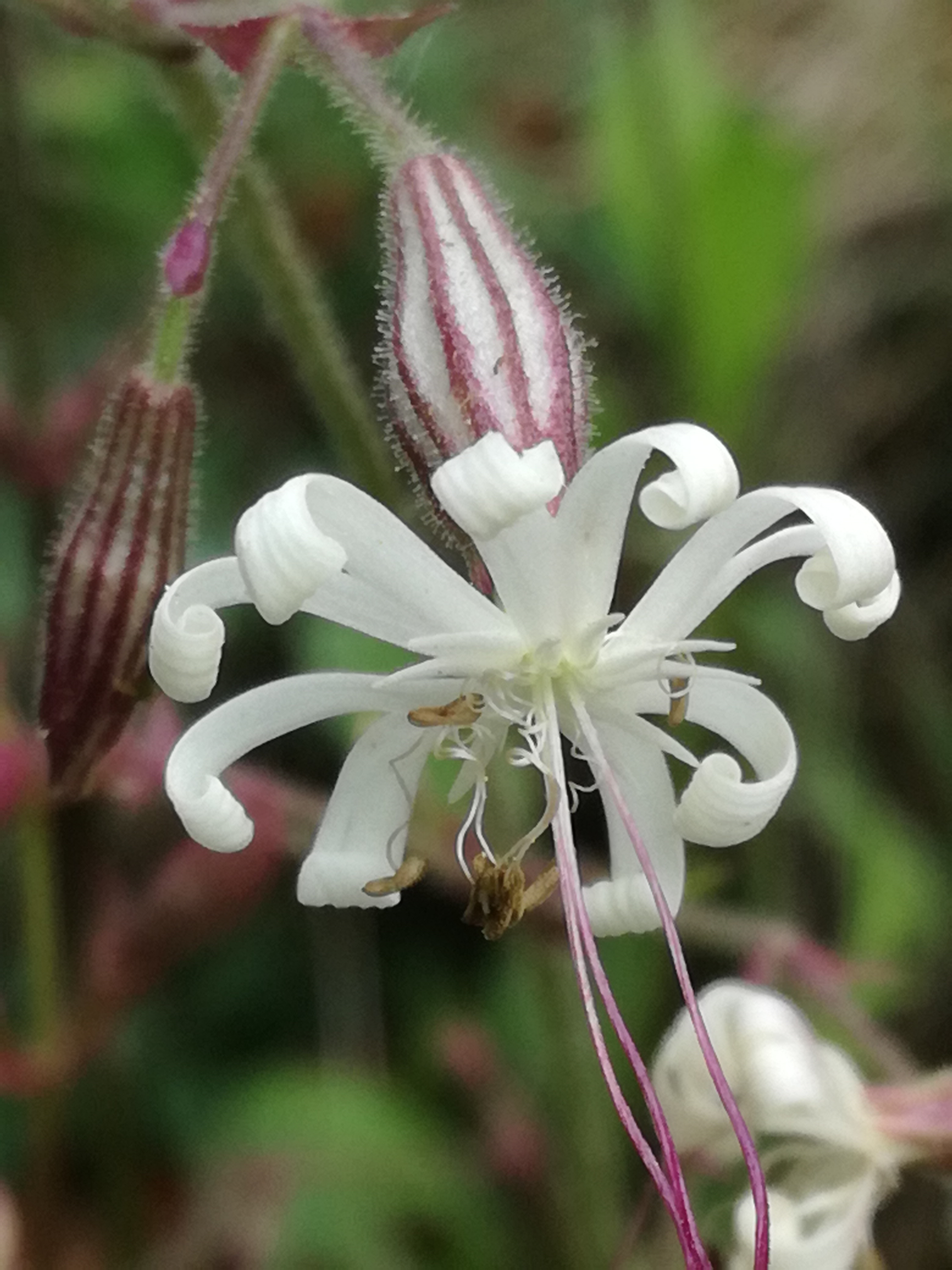 01062017093232 2966 art 1250 img 20170513 101708