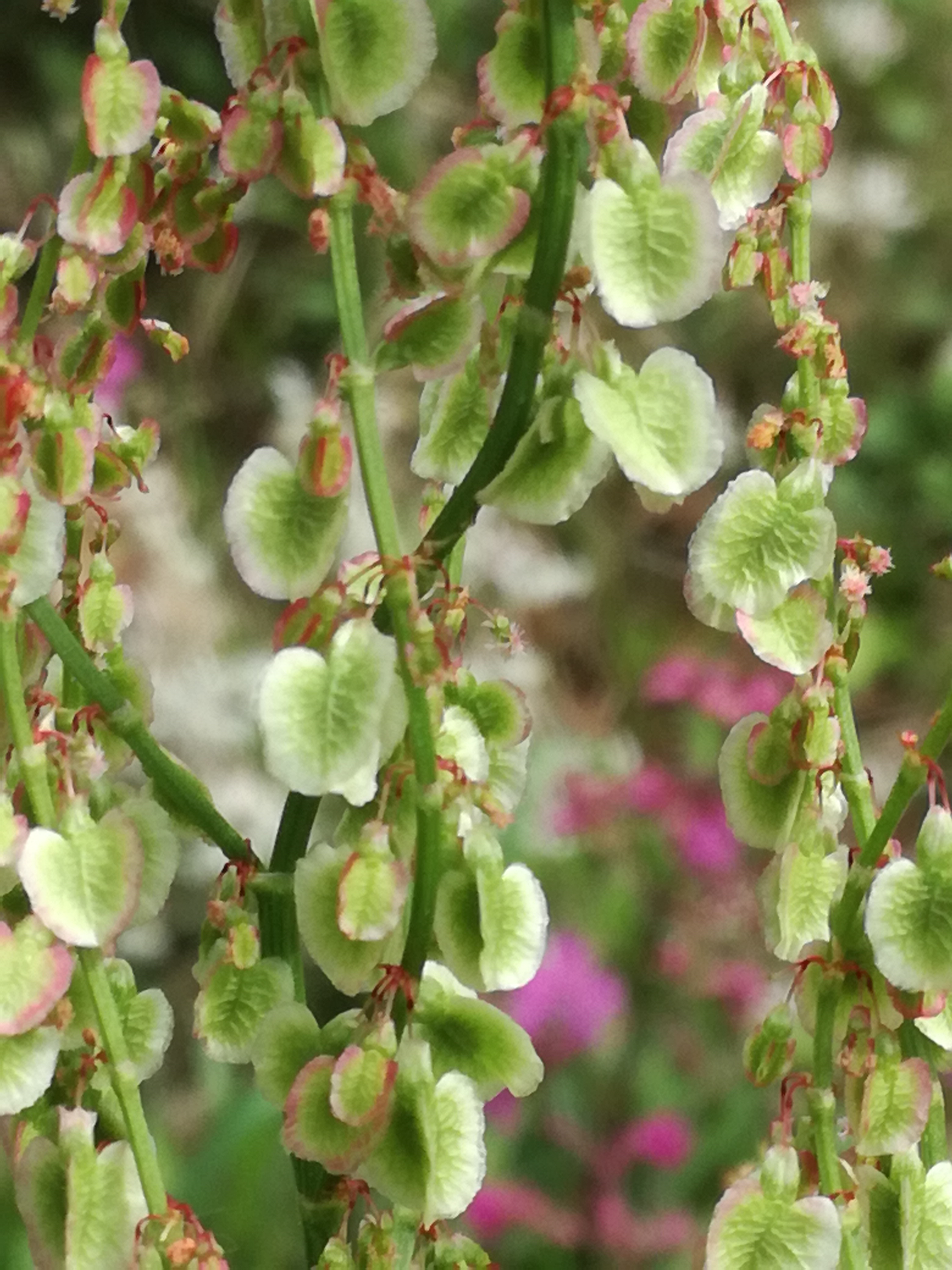 01062017093434 2967 art 504 img 20170513 101759